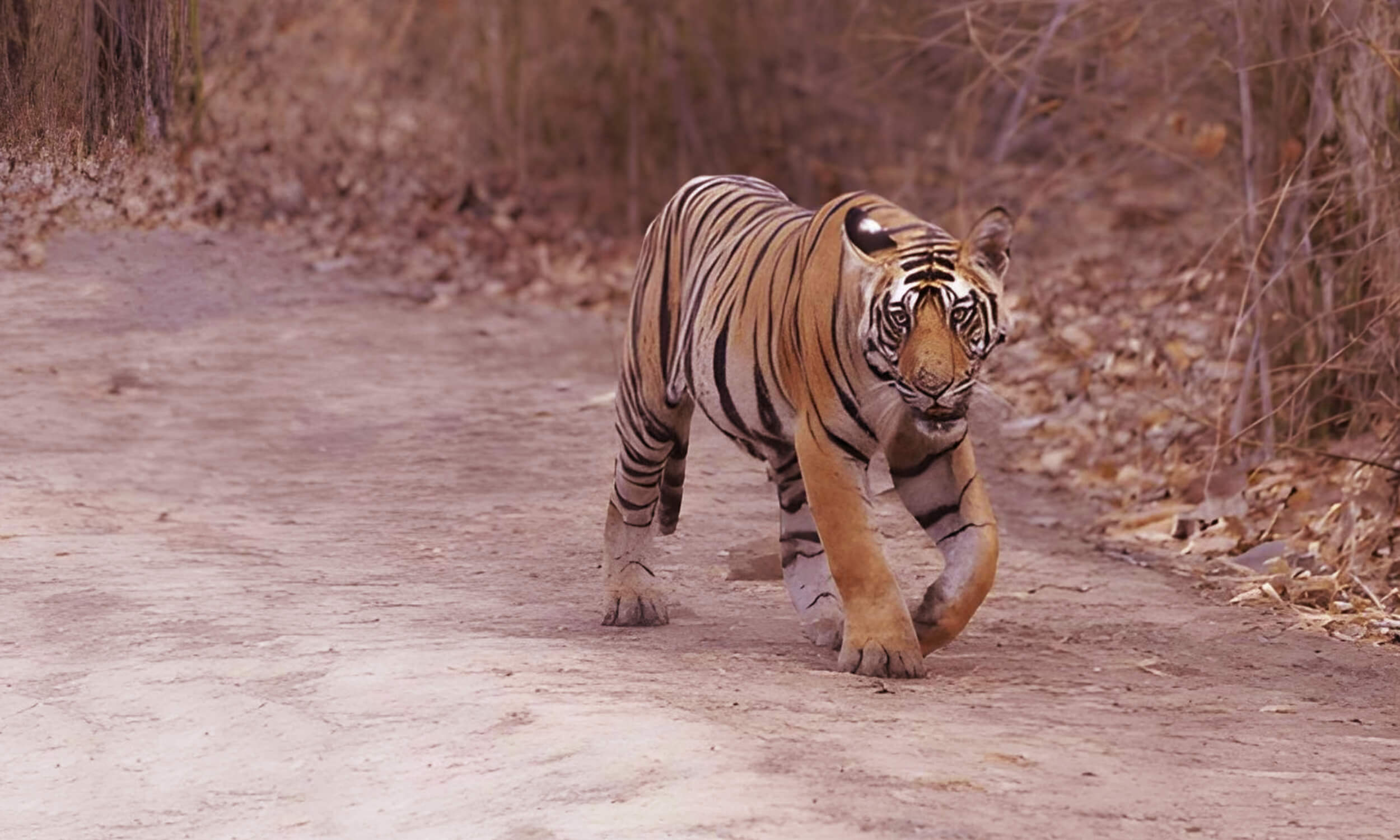 Bandhavgarh-National-Park-Madhya-Pradesh