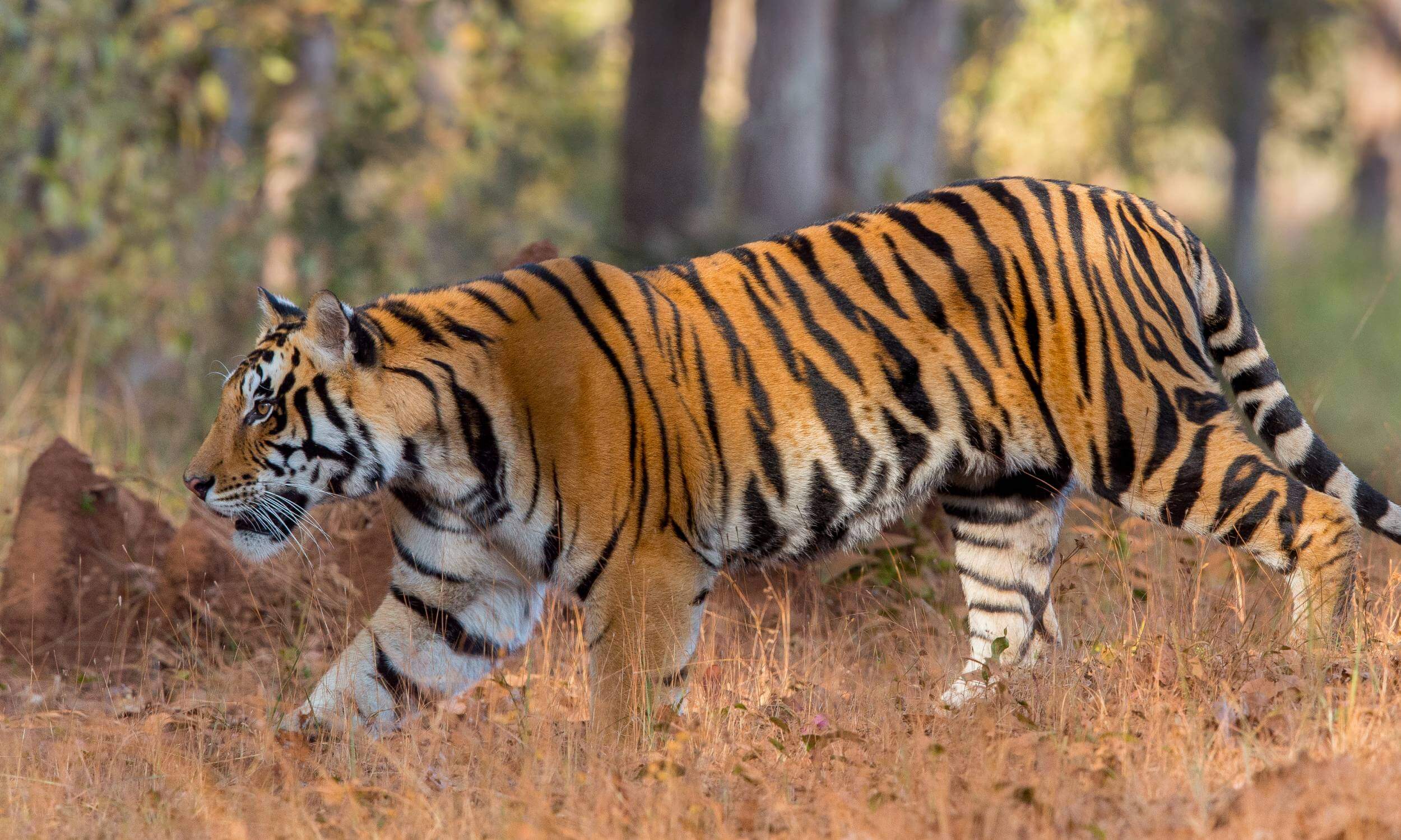 Best-Time-to-Visit-Madhya-Pradesh