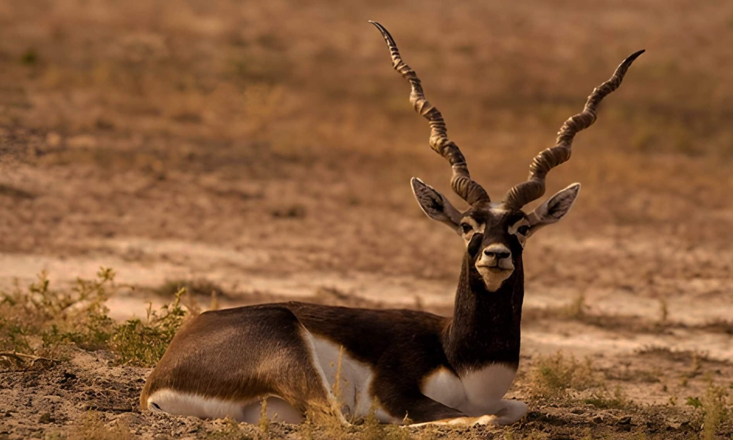 Blackbuck
