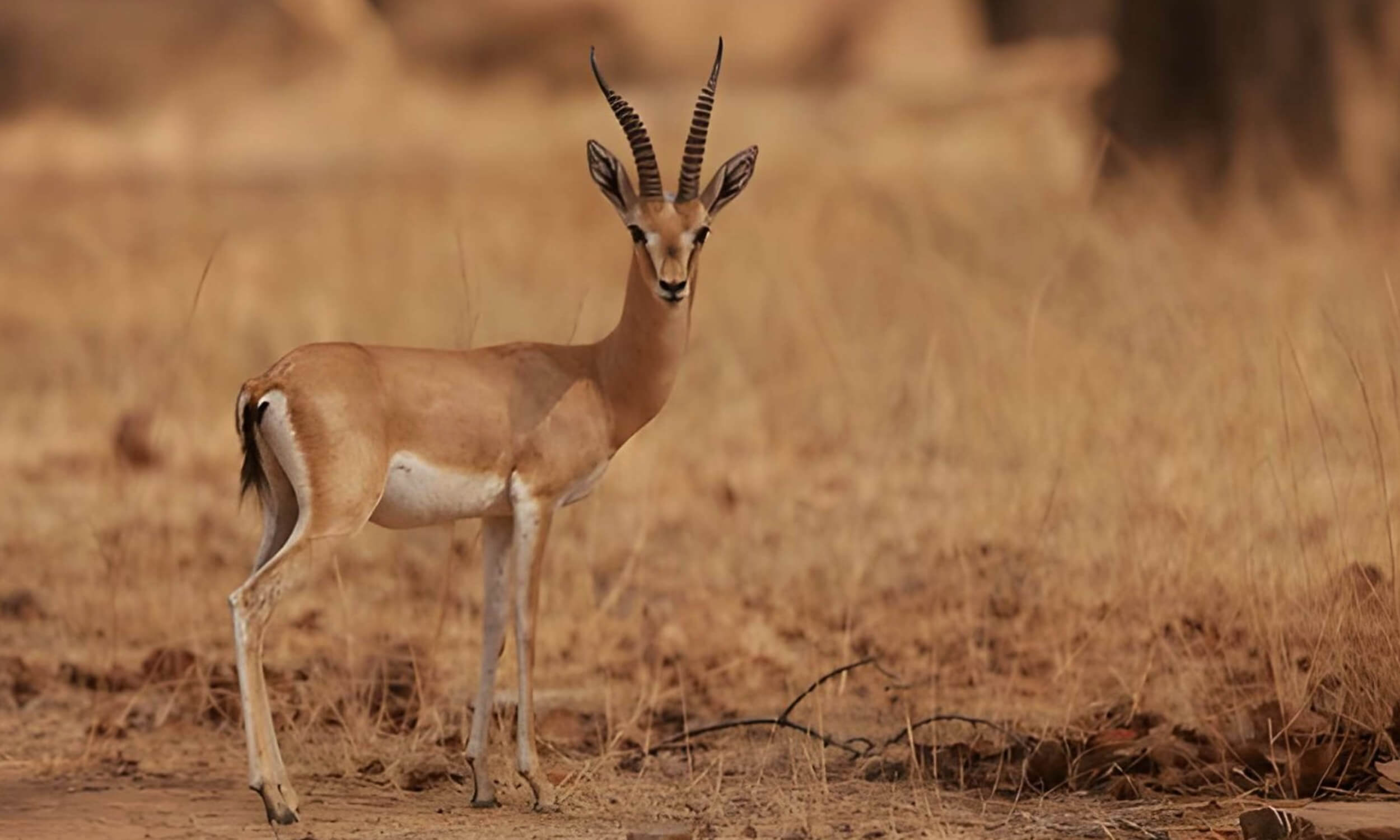 Chinkara