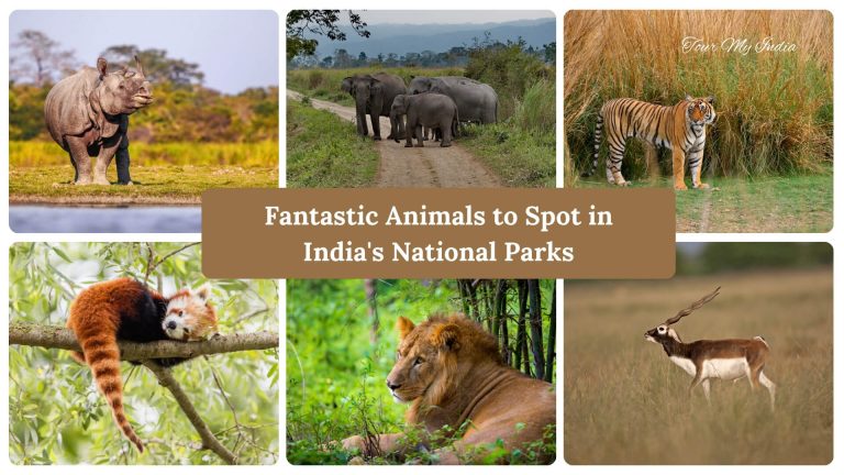 Fantastic Animals to Spot in India's National Parks