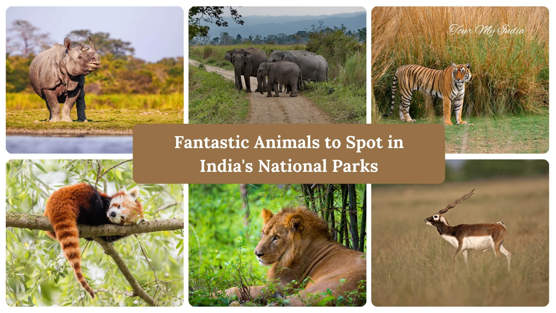 Fantastic Animals to Spot in India's National Parks