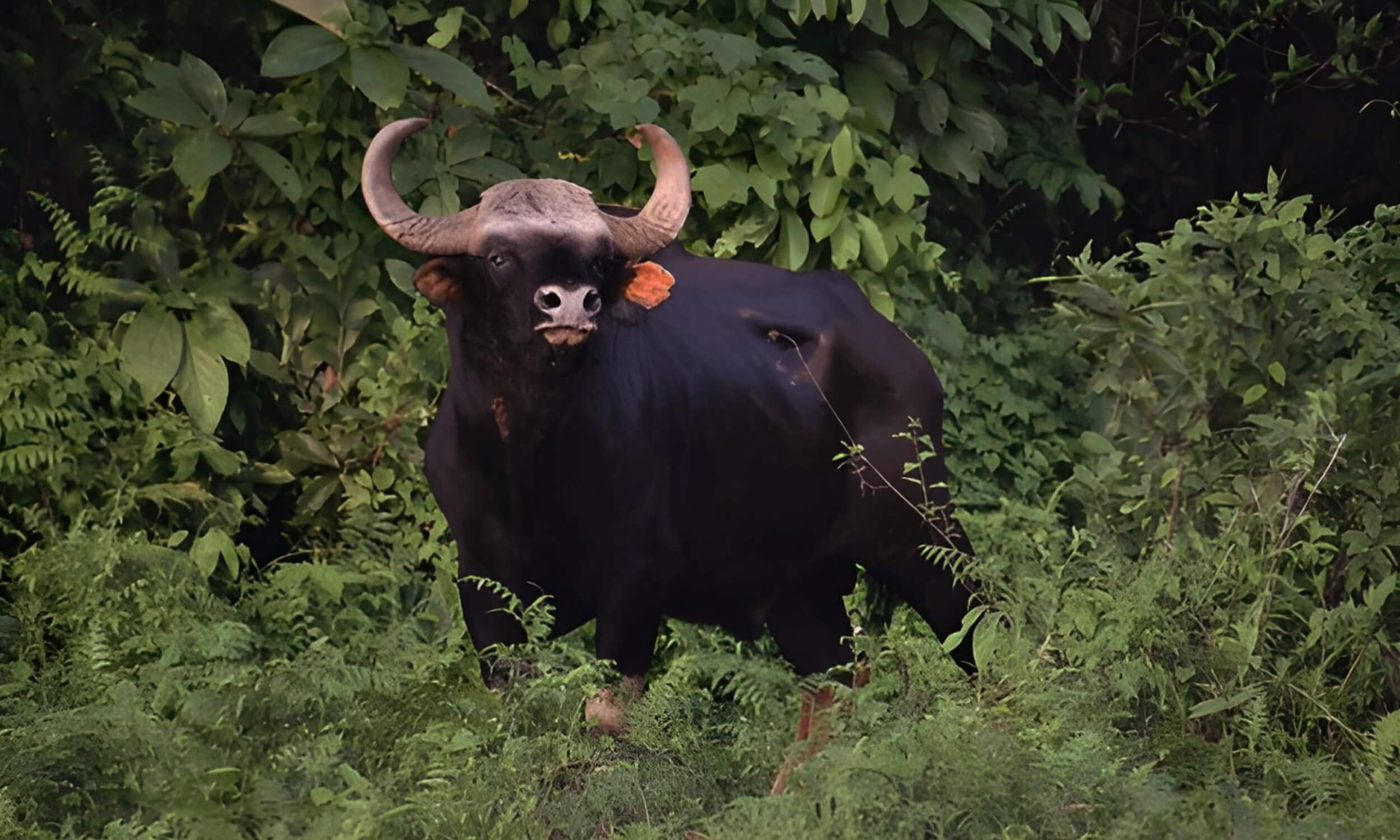 Indian Bison Gaur