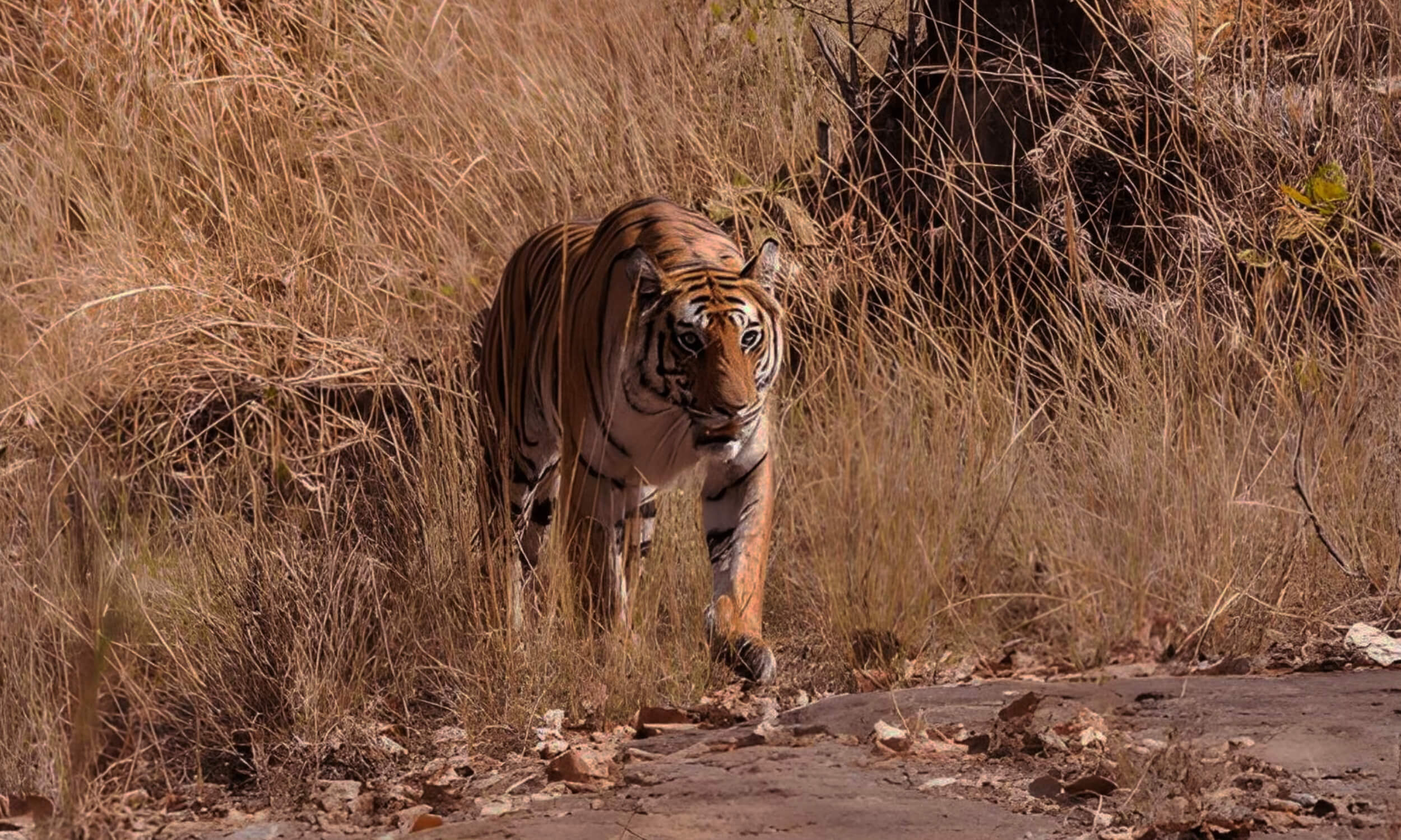 Kanha-National-Park-Madhya-Pradesh