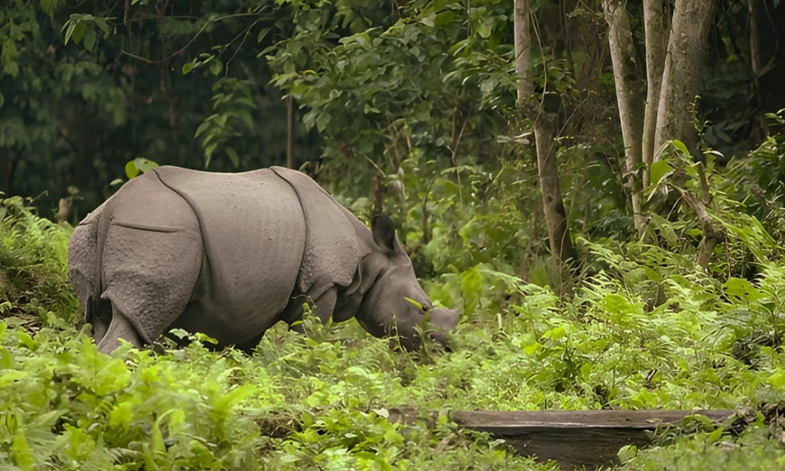 Kaziranga National Park Assam