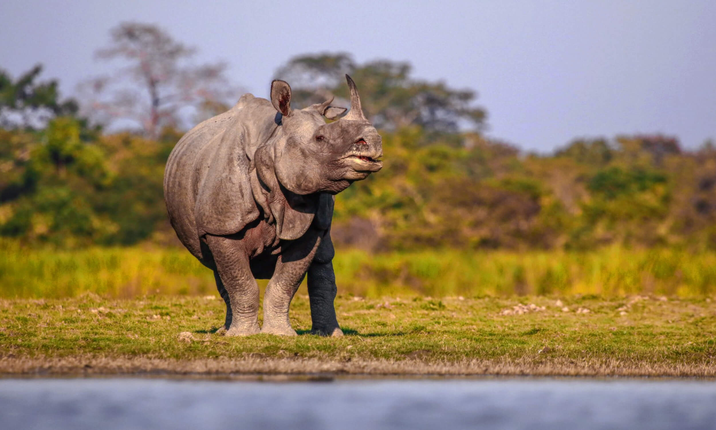 Kaziranga National Park
