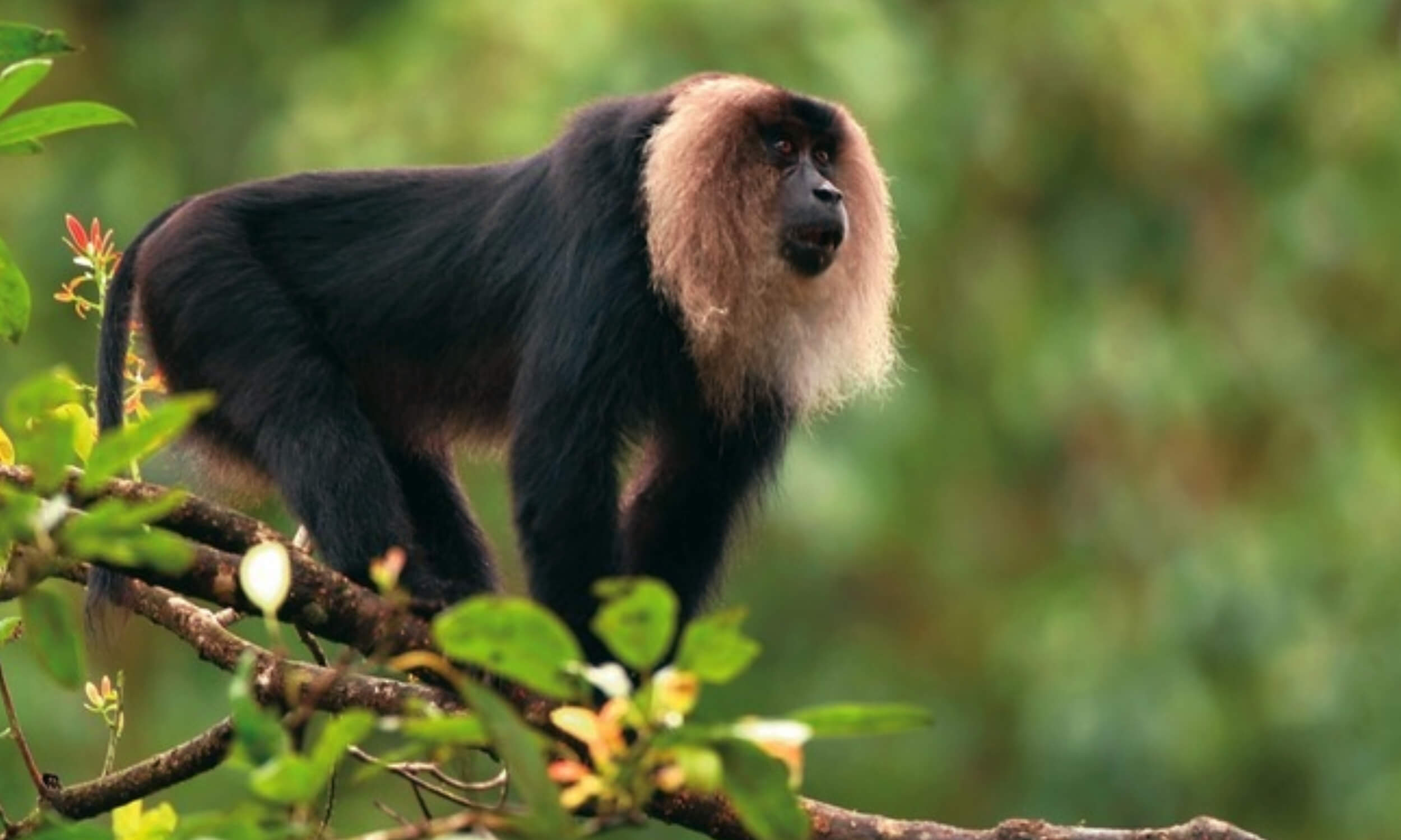 Lion-Tailed Macaque
