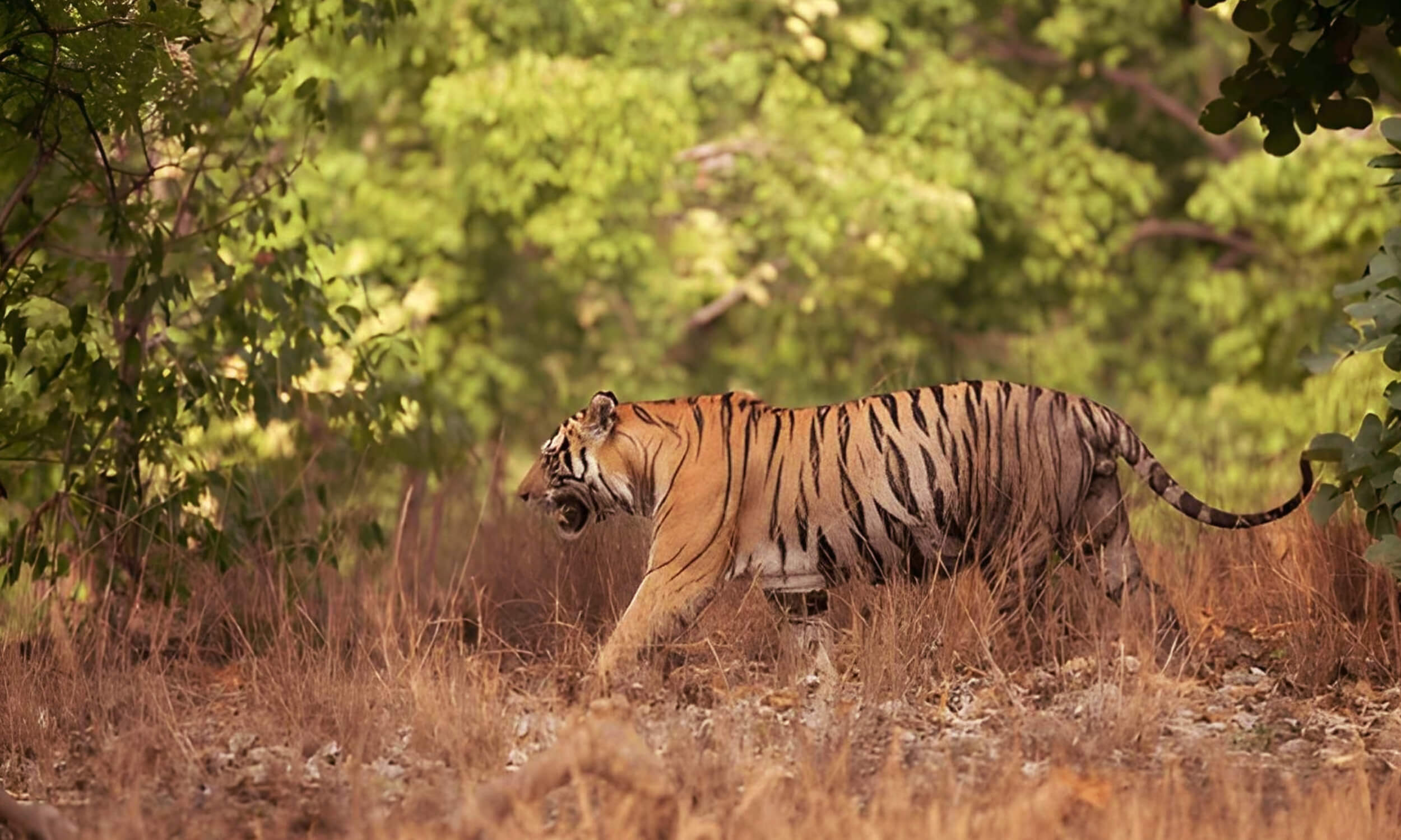 Madhya-Pradesh-Itinerary-for-7-Days