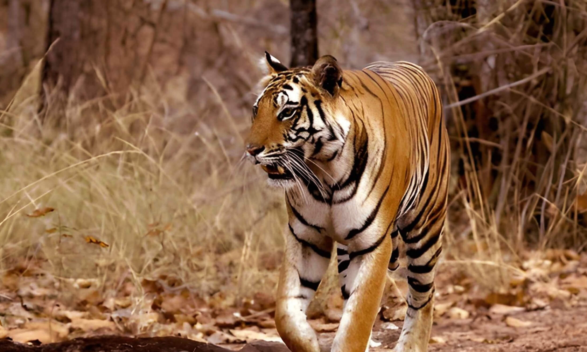 Madhya-Pradesh-Travel-Tips