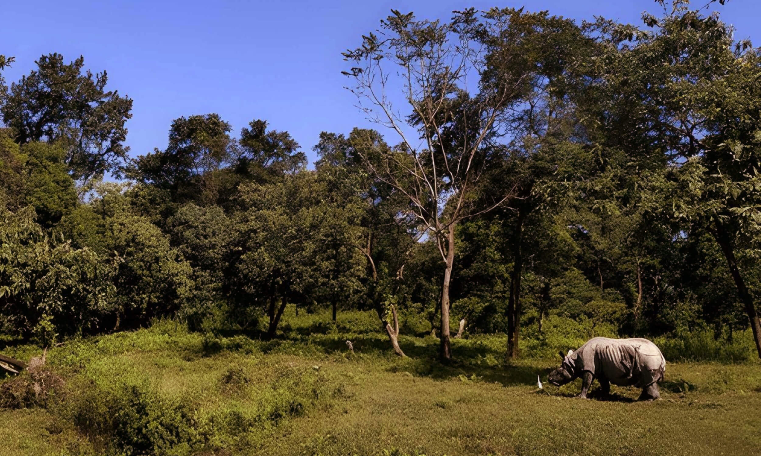 Manas National Park Assam