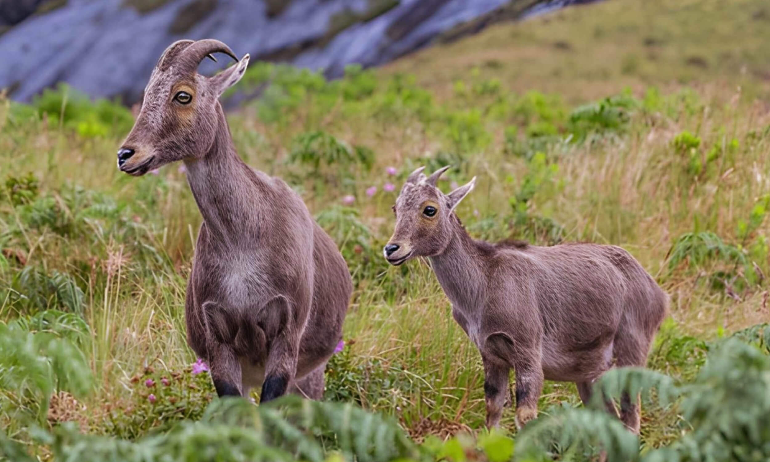 Nilgiri Tahr