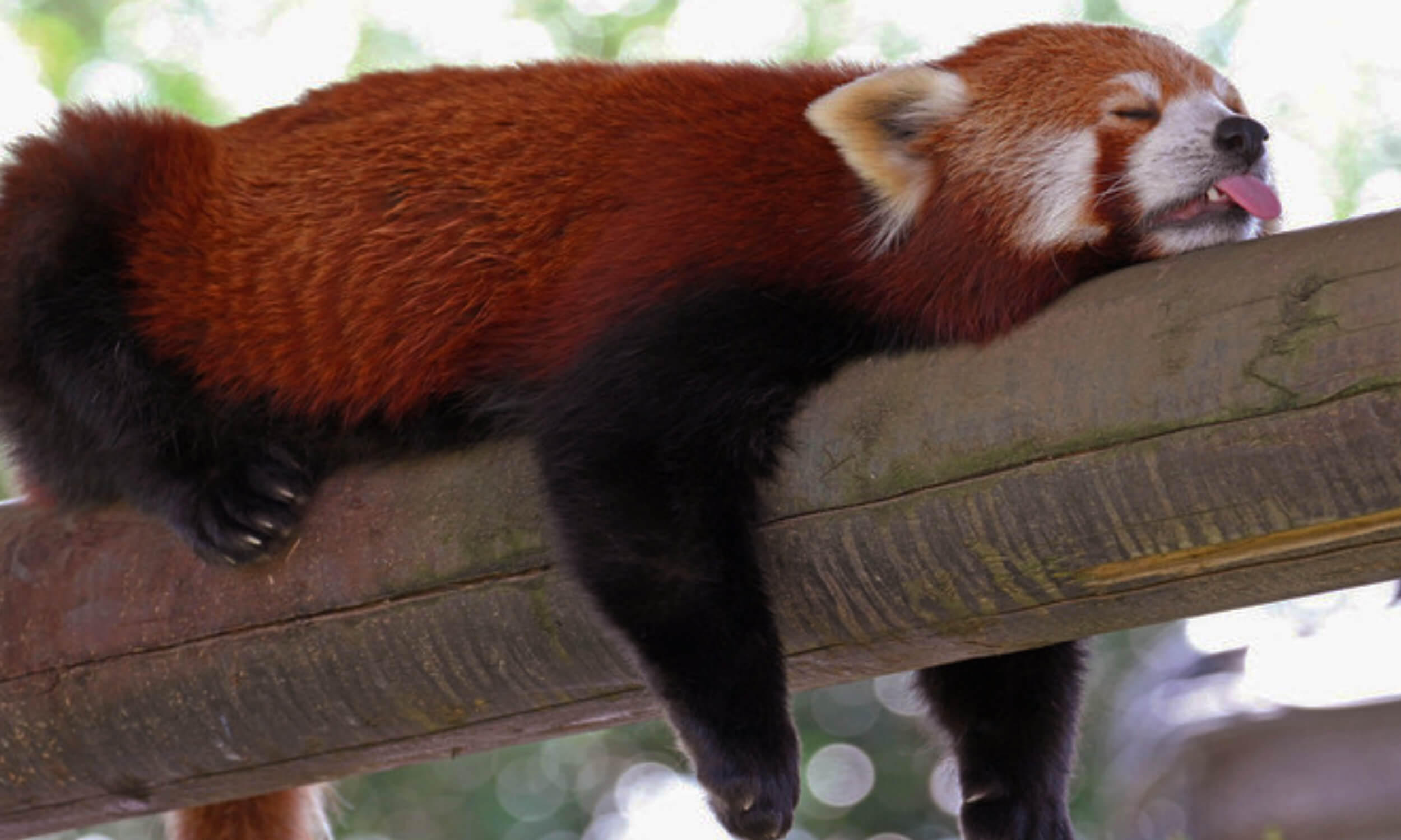 Red Panda