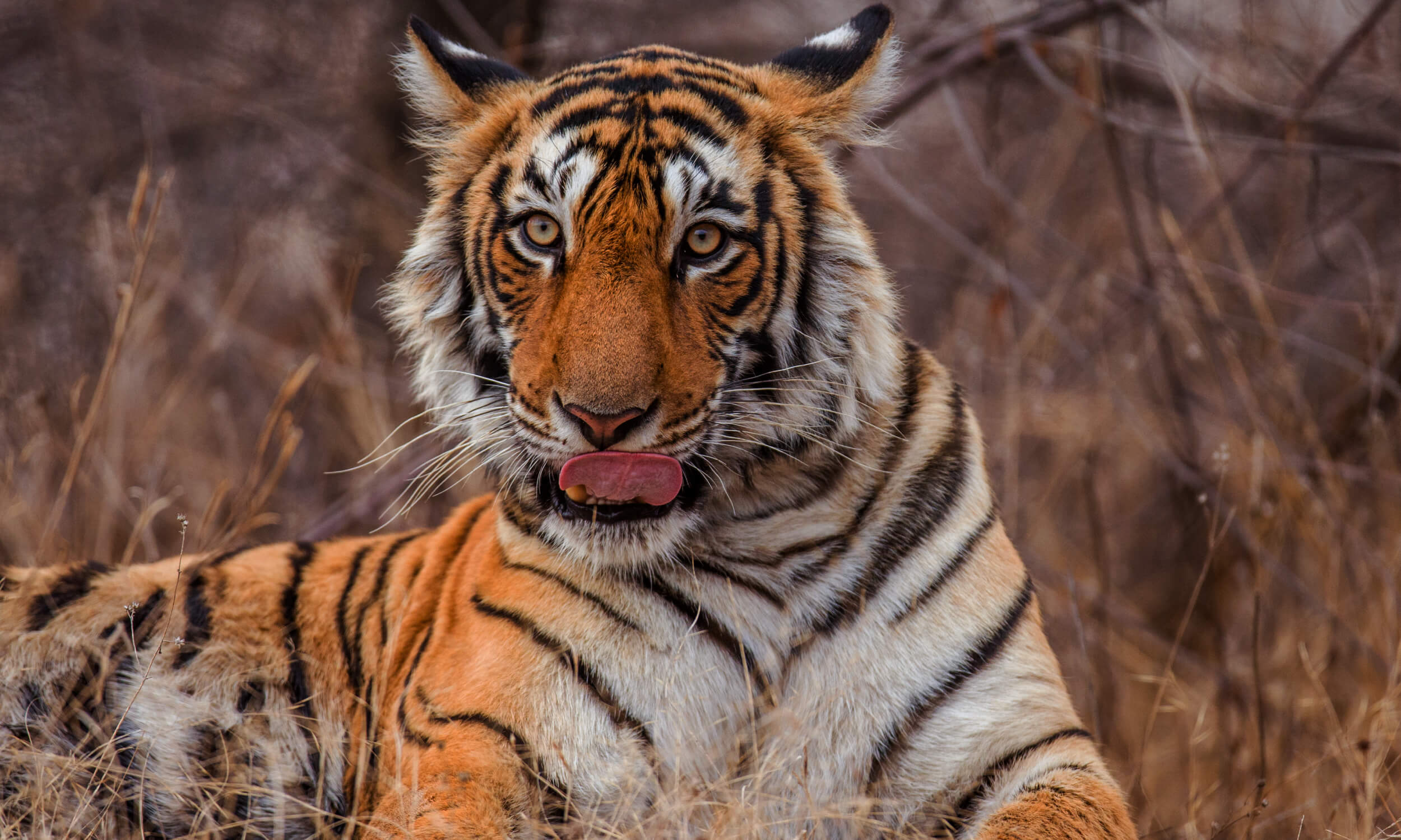 Royal Bengal Tiger