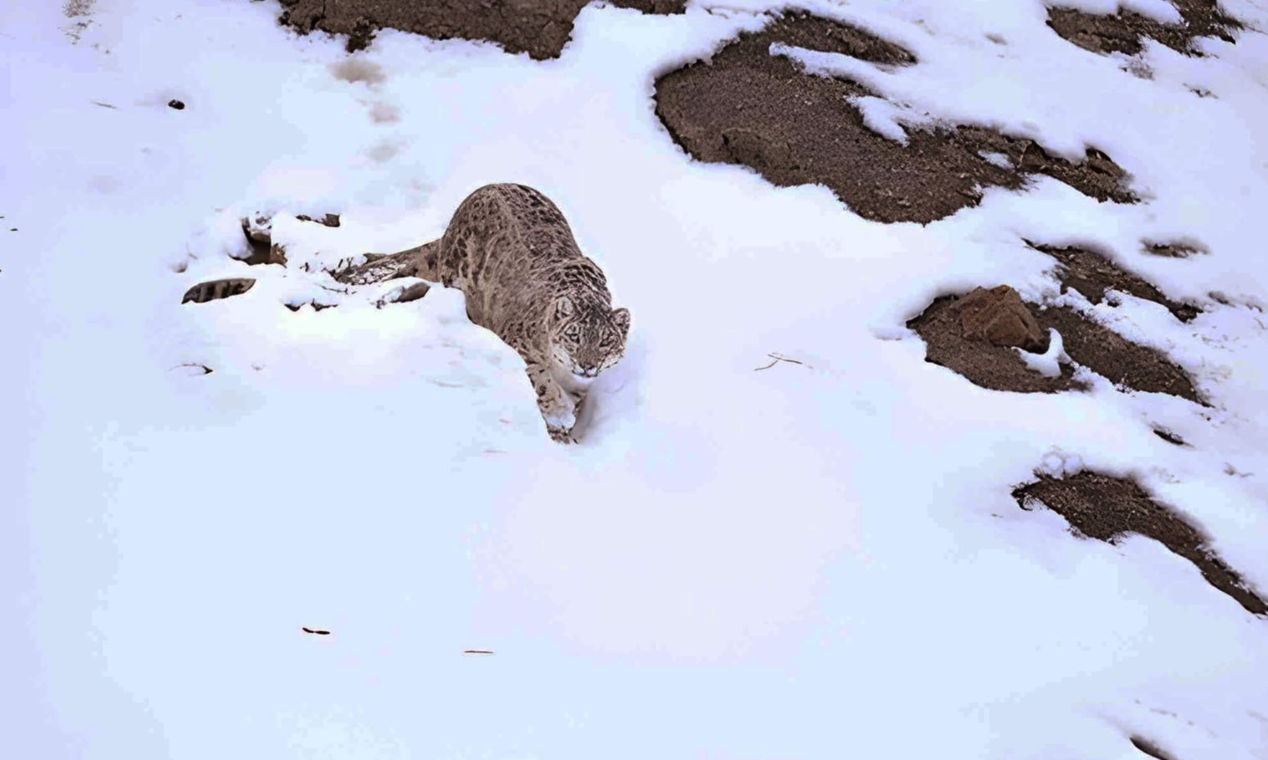 Snow Leopard Ladakh