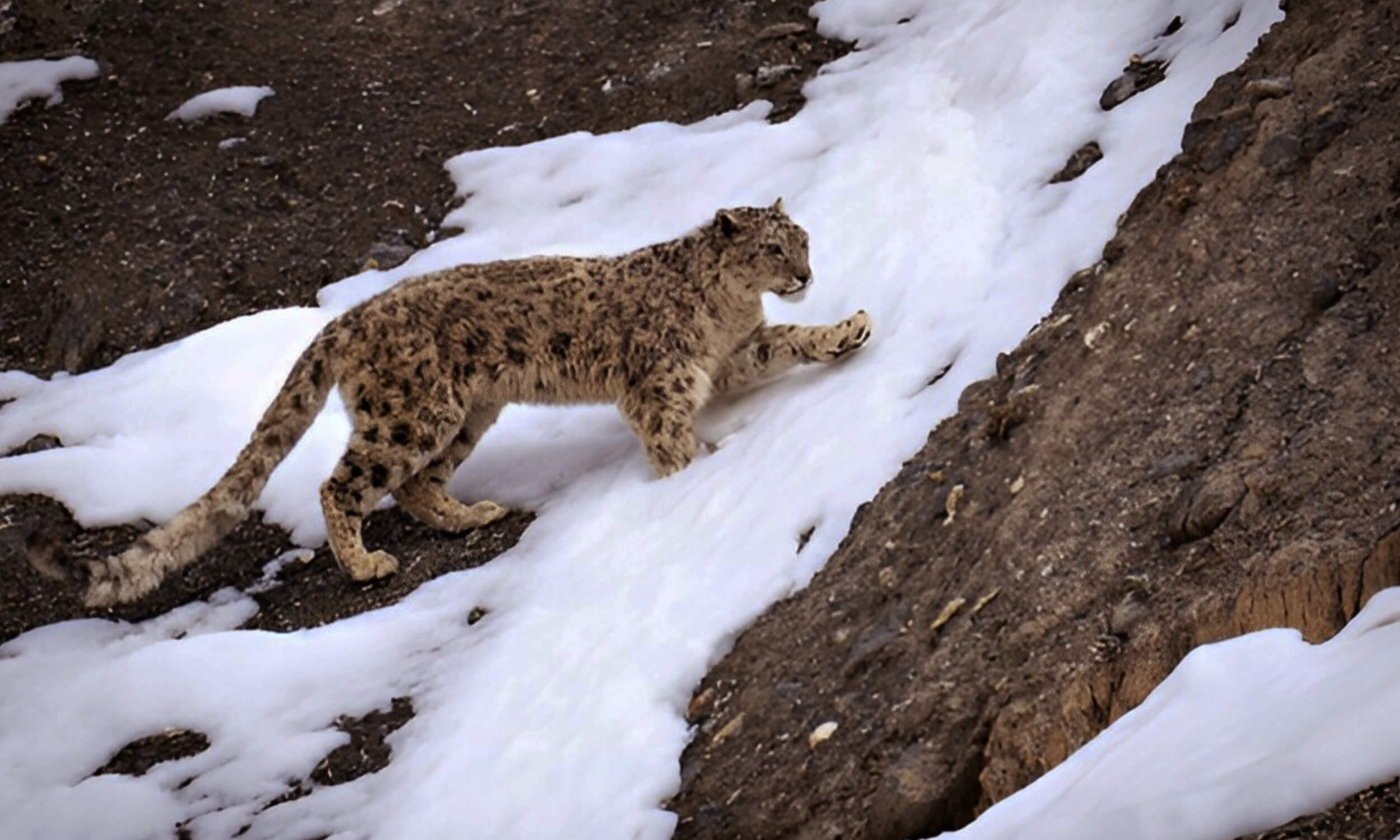 Snow Leopard