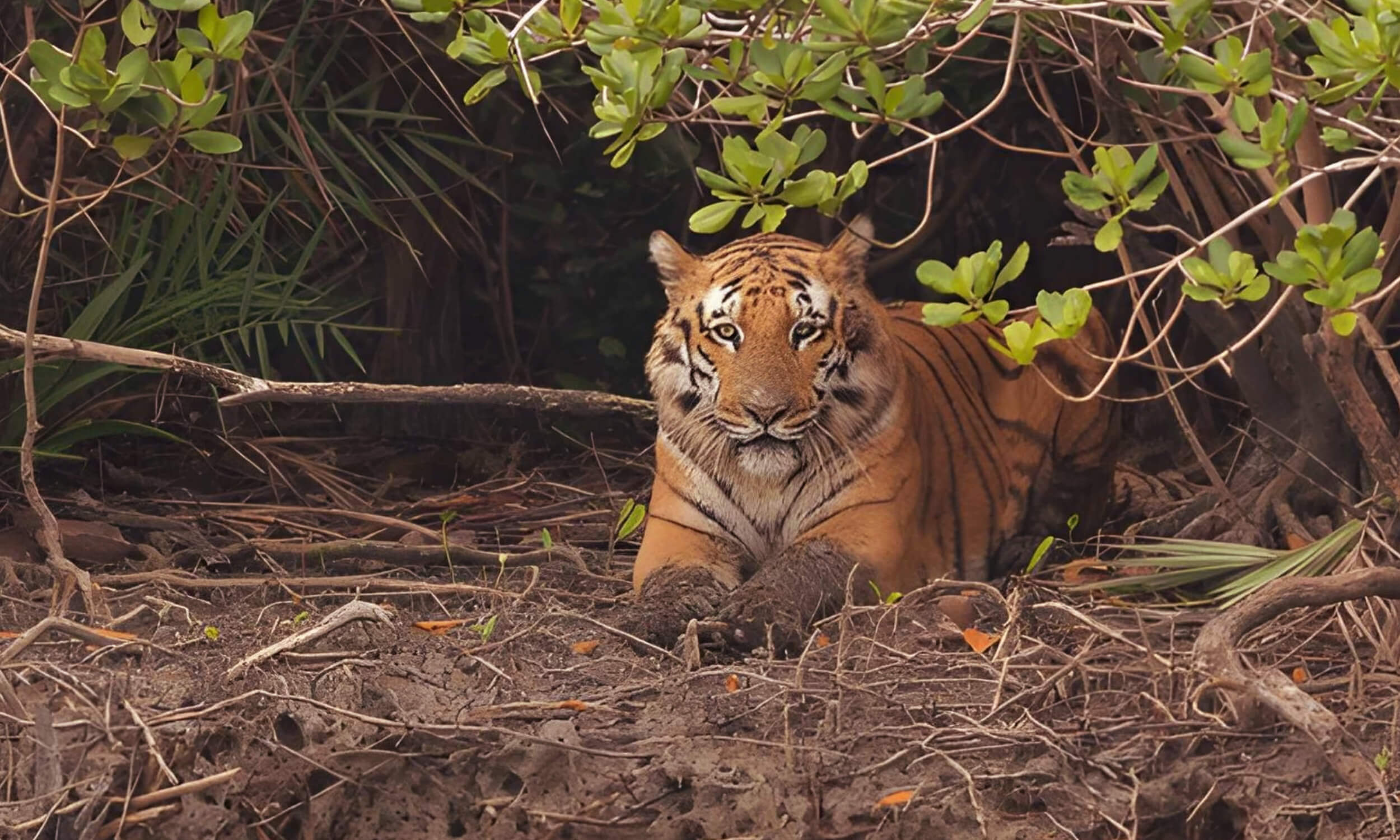 Sunderban Tiger Reserve