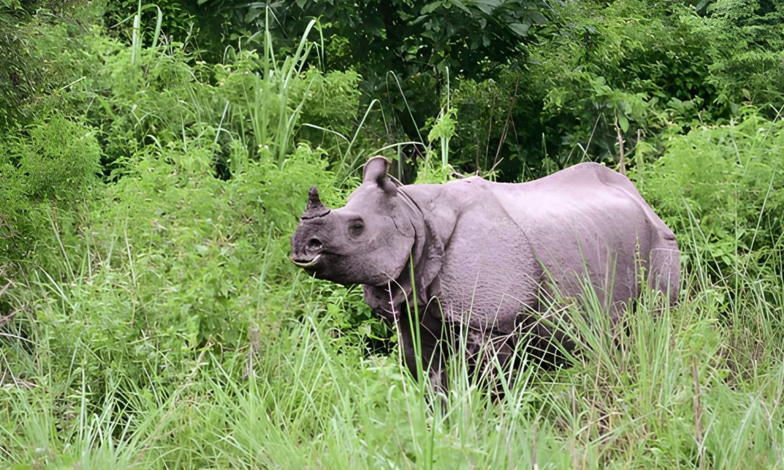 Gorumara National Park West Bengal