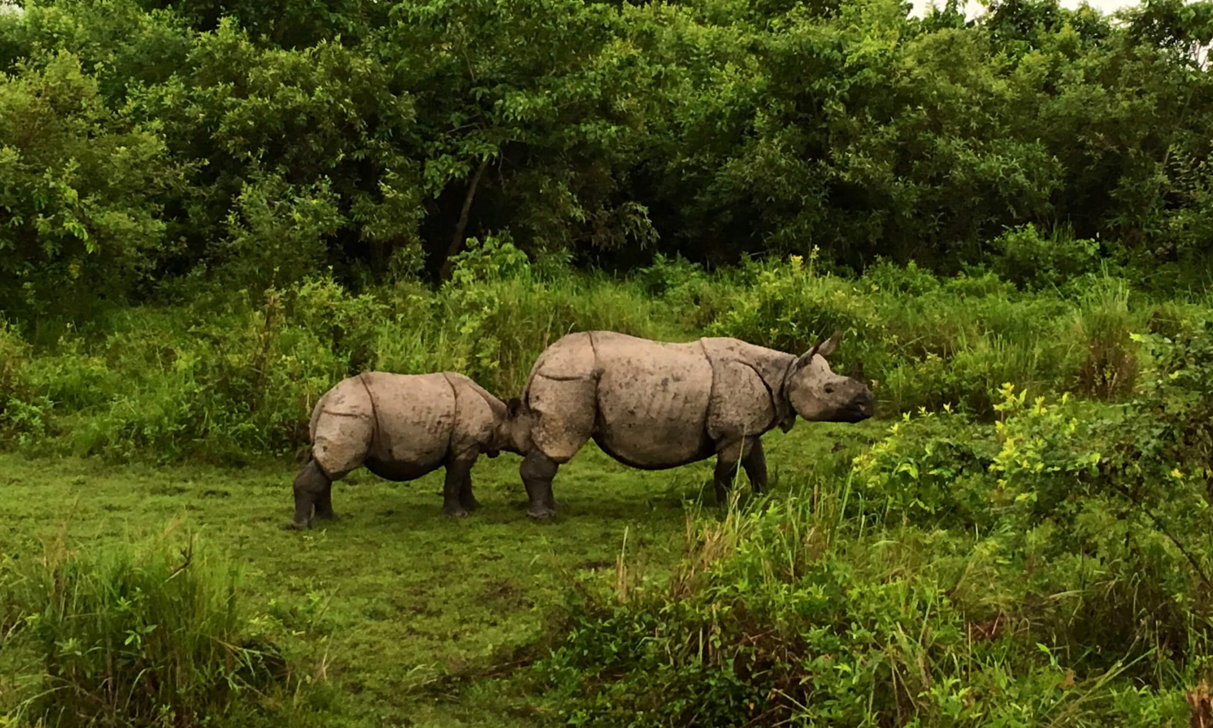 Kaziranga National Park