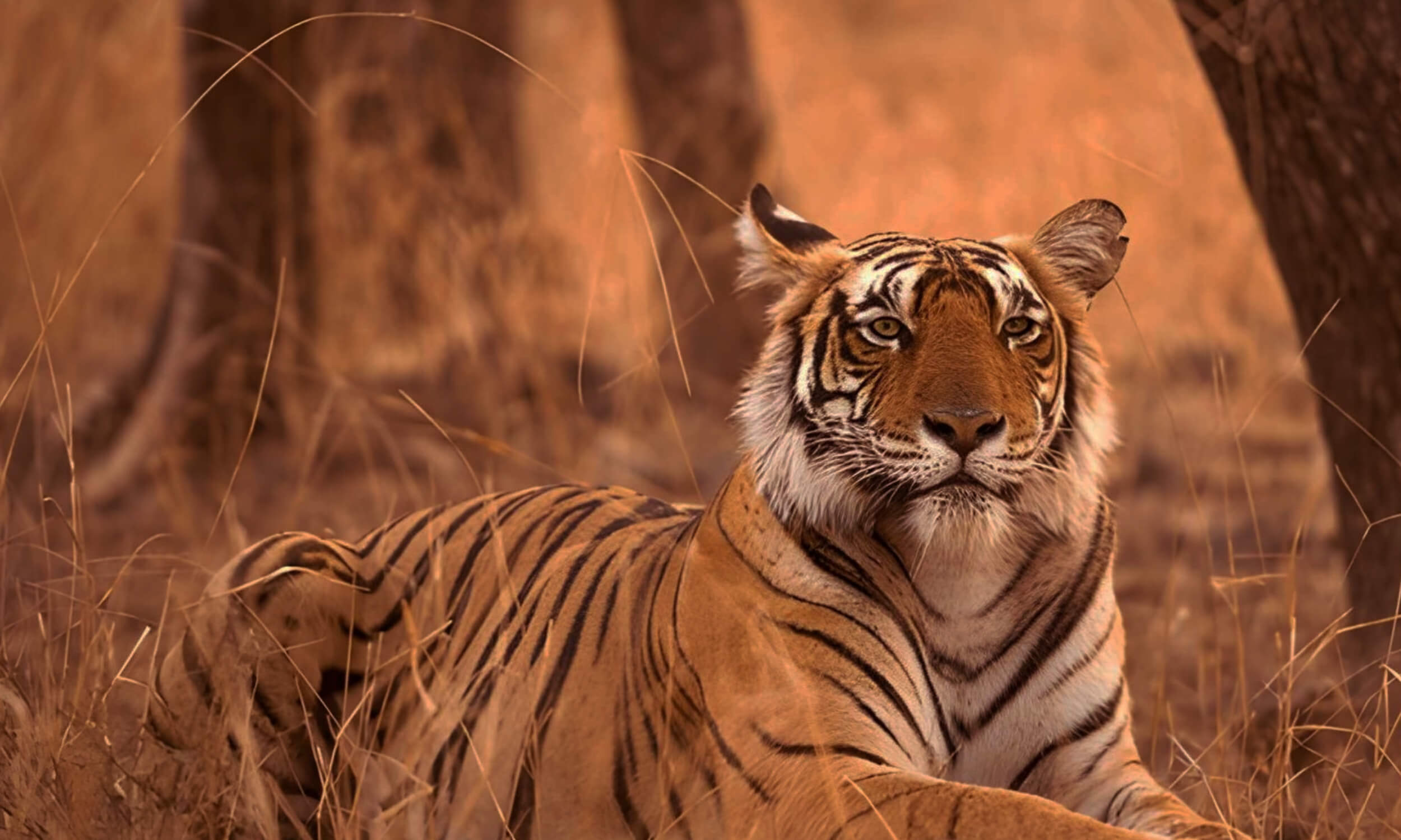 Ranthambore National Park