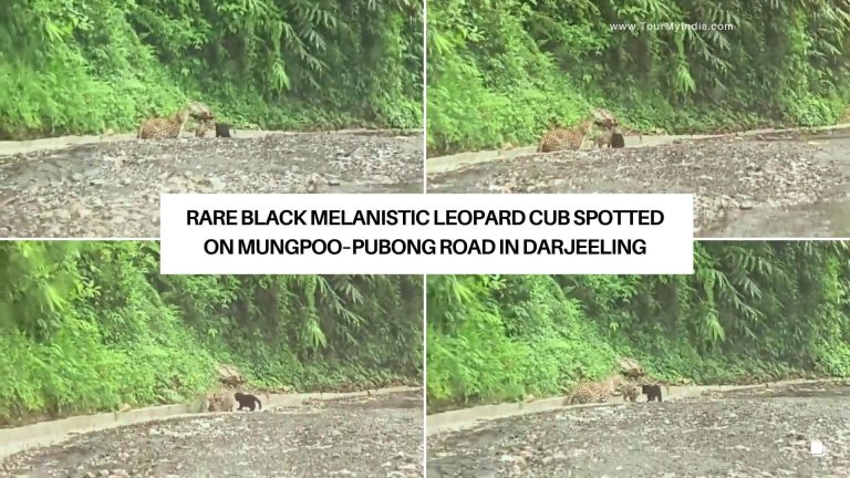 Rare Black Melanistic Leopard Cub Spotted on Mungpoo–Pubong Road in Darjeeling