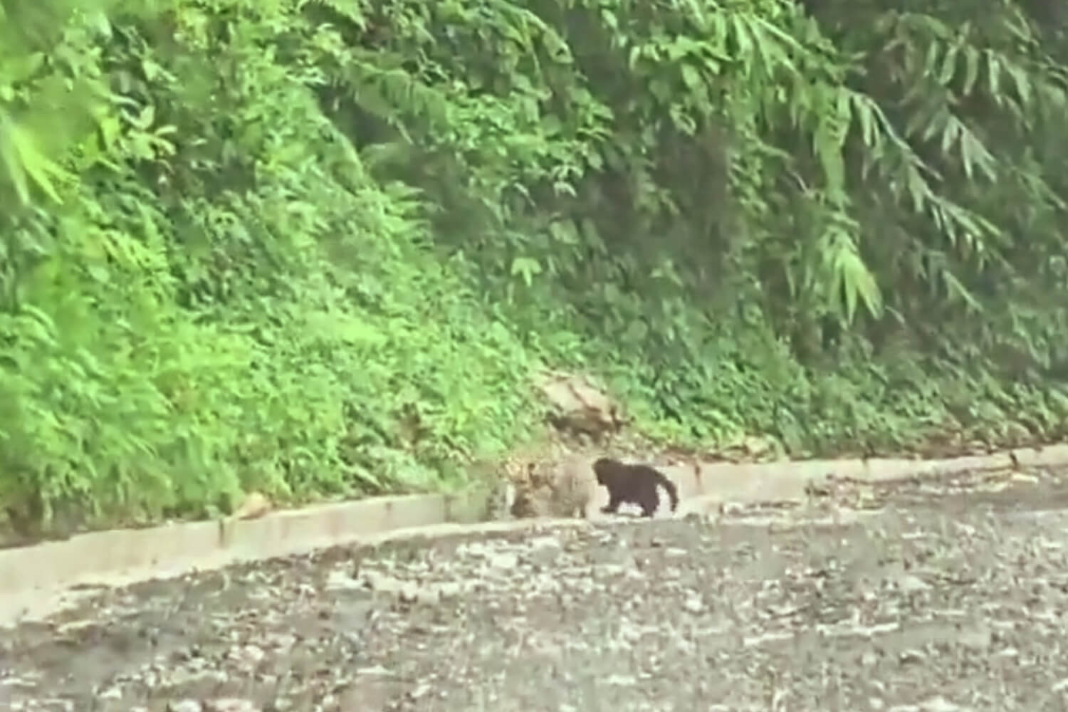Rare Black Melanistic Leopard Cub Spotted