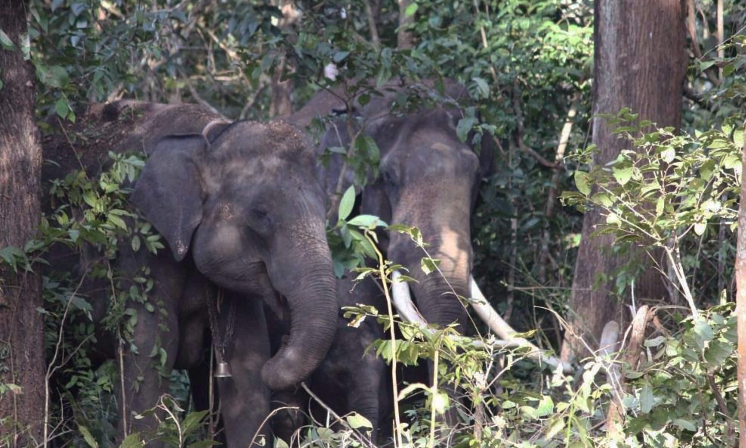 Anshi National Park