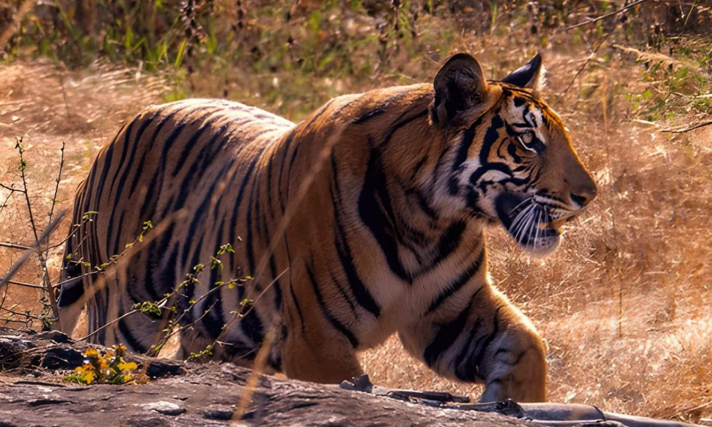 Bandipur National Park