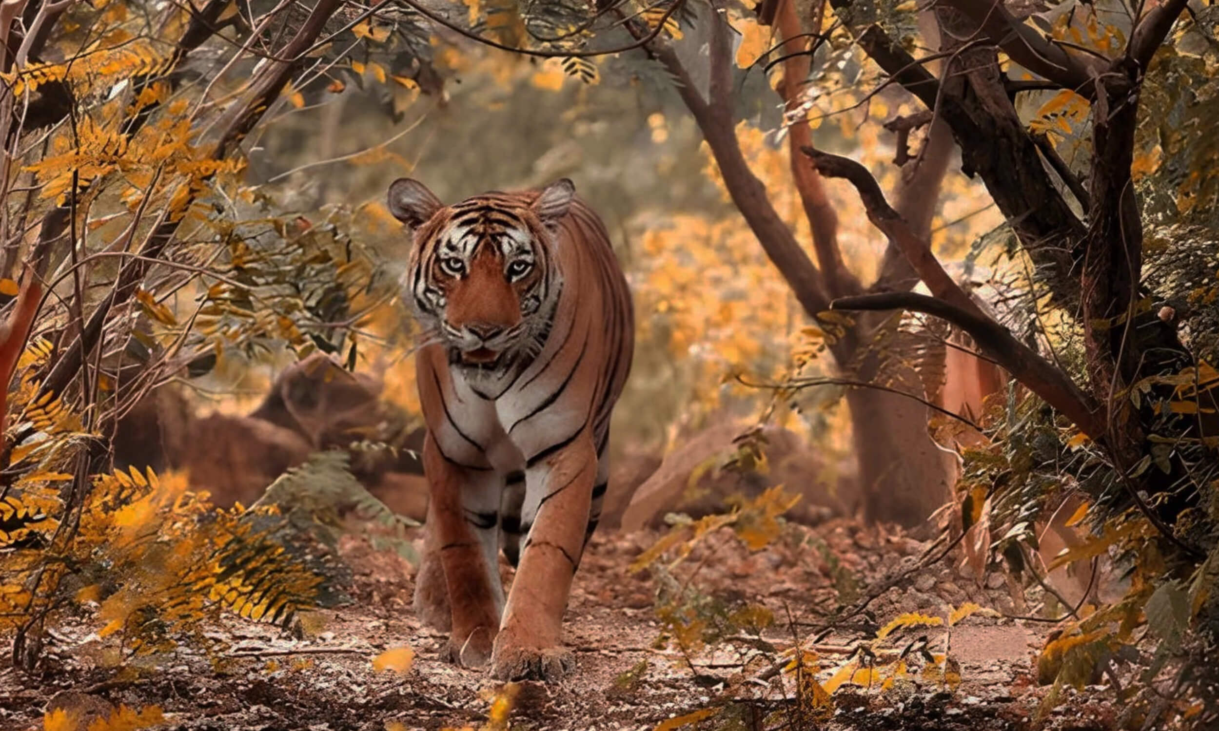 Bannerghatta National Park