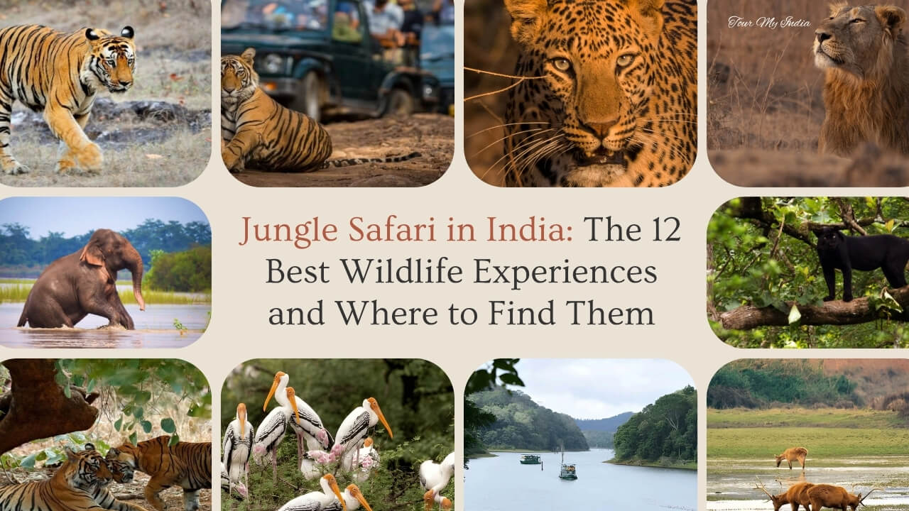 Best Jungle Safaris in India