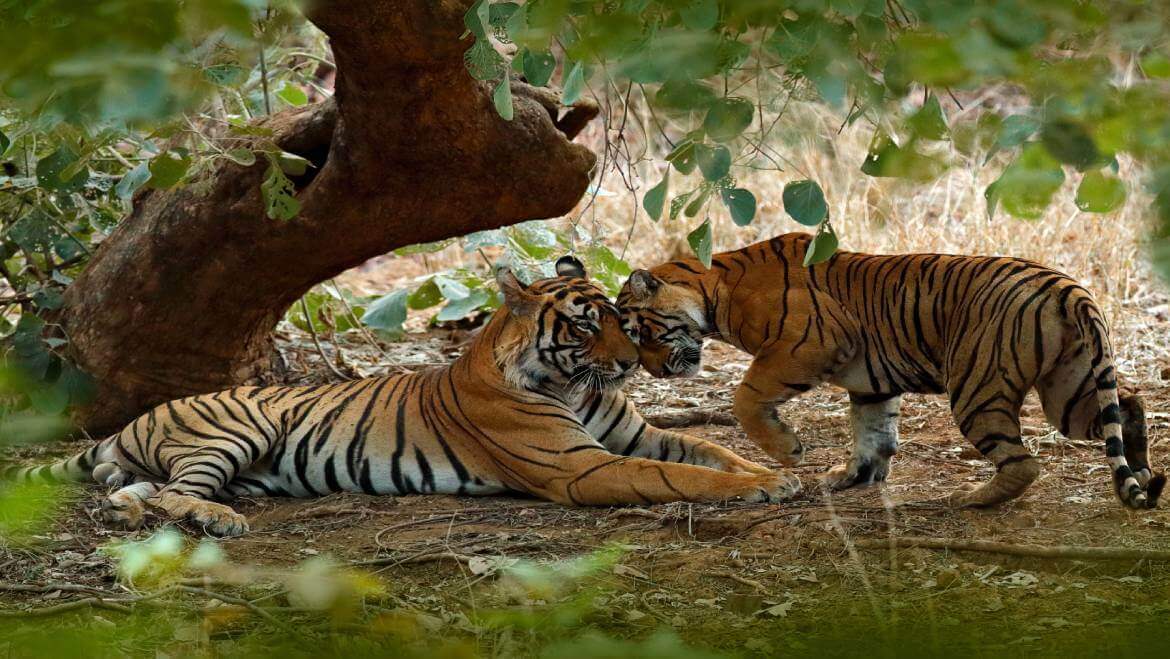 Best-Jungle-Safaris-in-India
