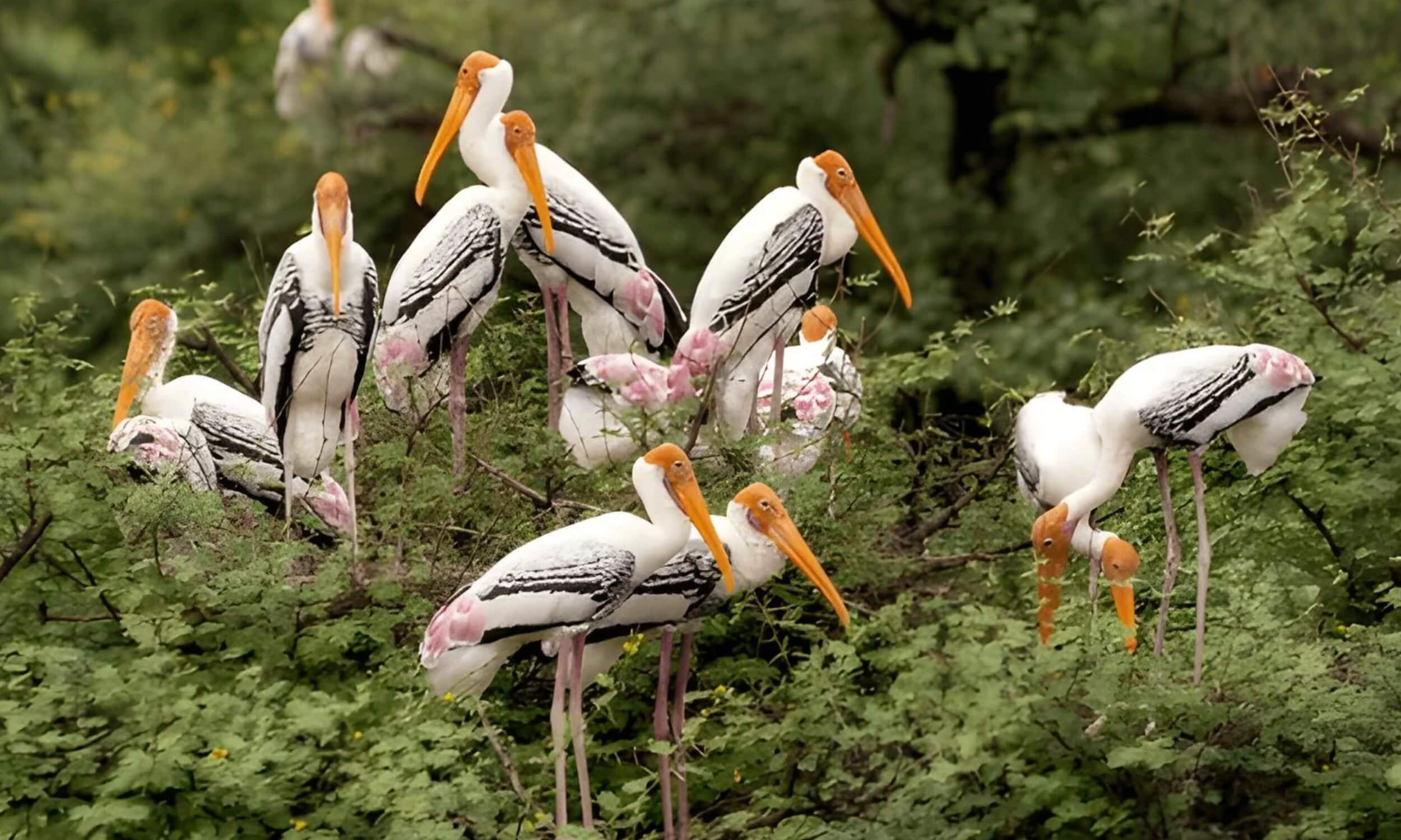 Birding Safari India