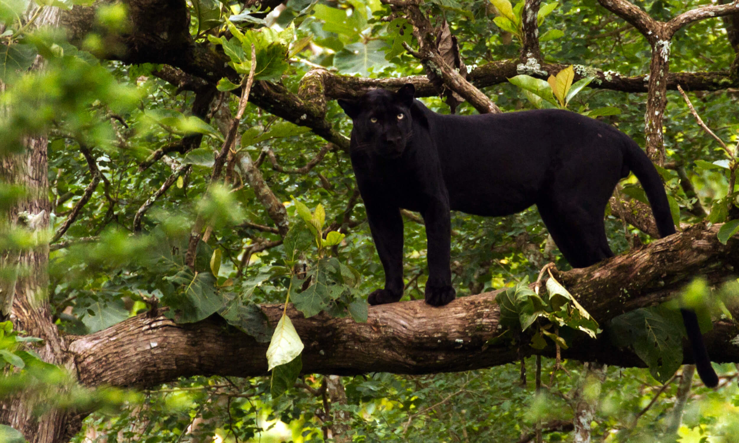 Black Panther Safari India
