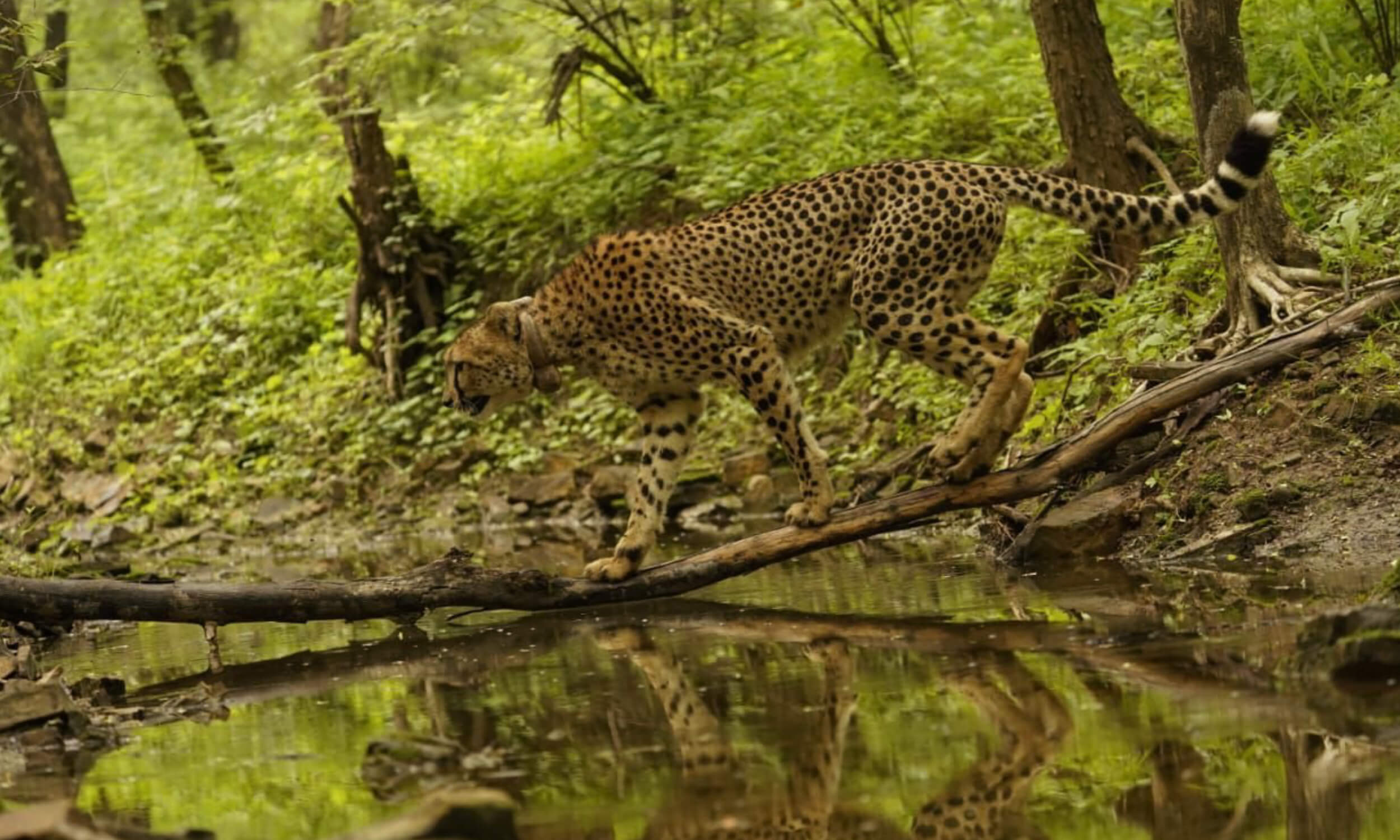 Cheetah Safari India