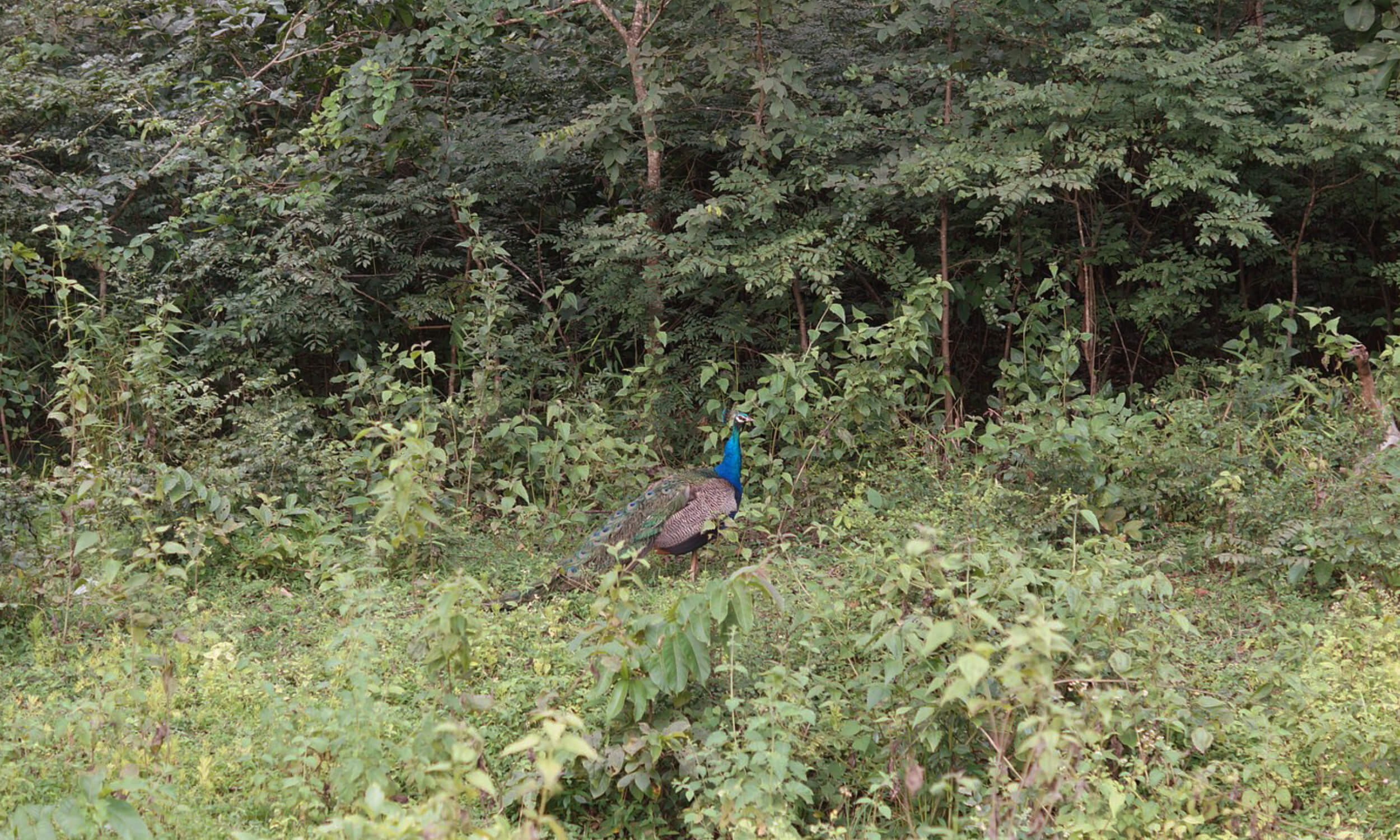 Dandeli Wildlife Sanctuary