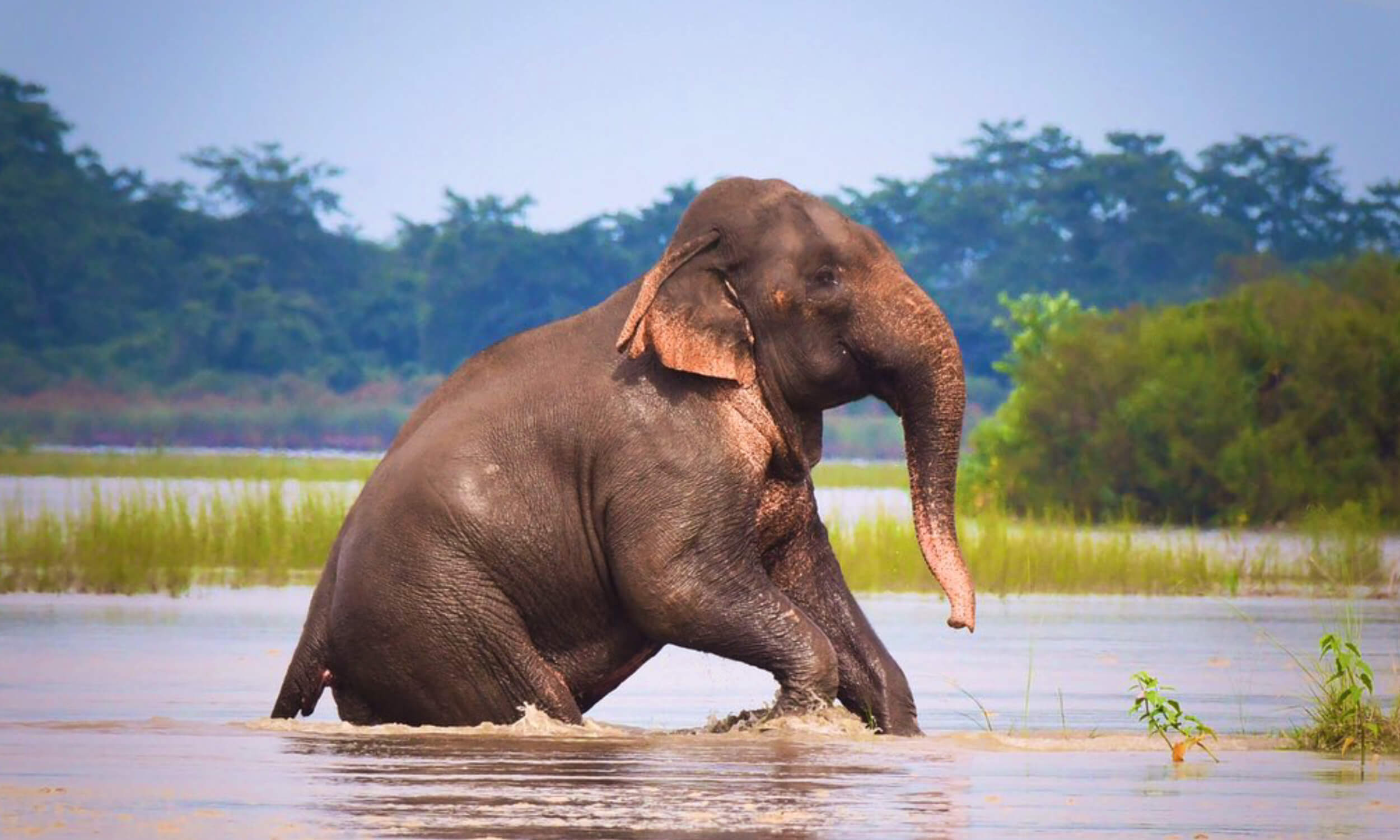 Elephant Safari