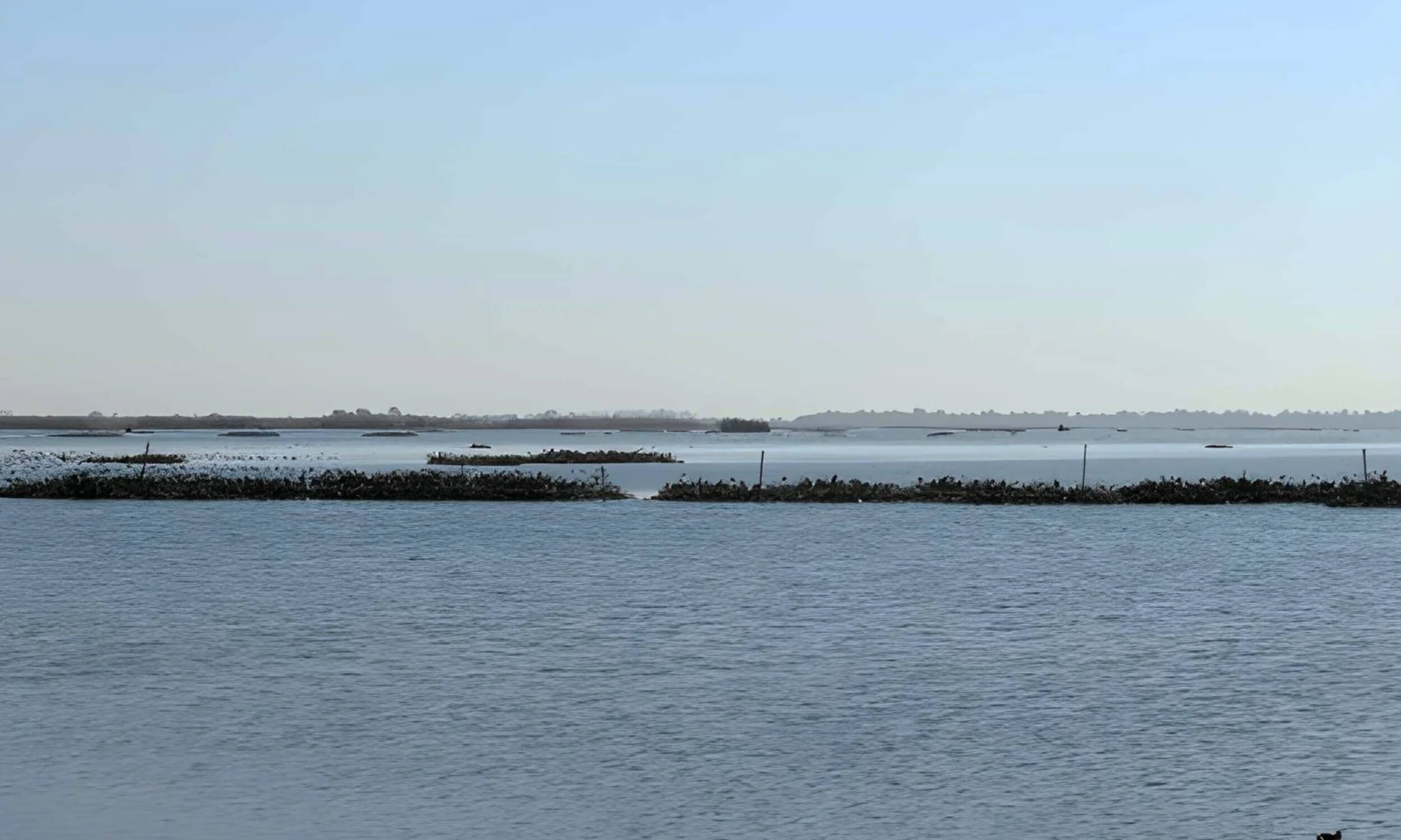 Harike Wetland Amritsar