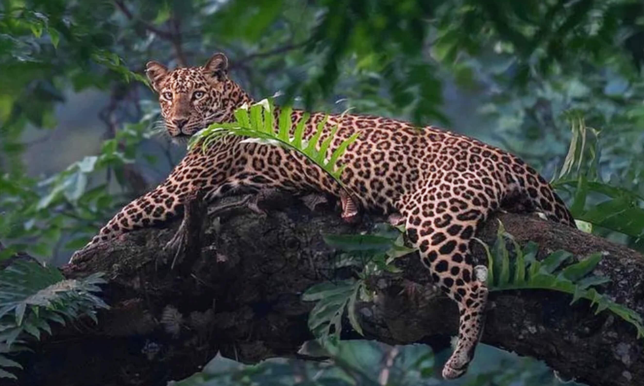 Kabini Wildlife Sanctuary