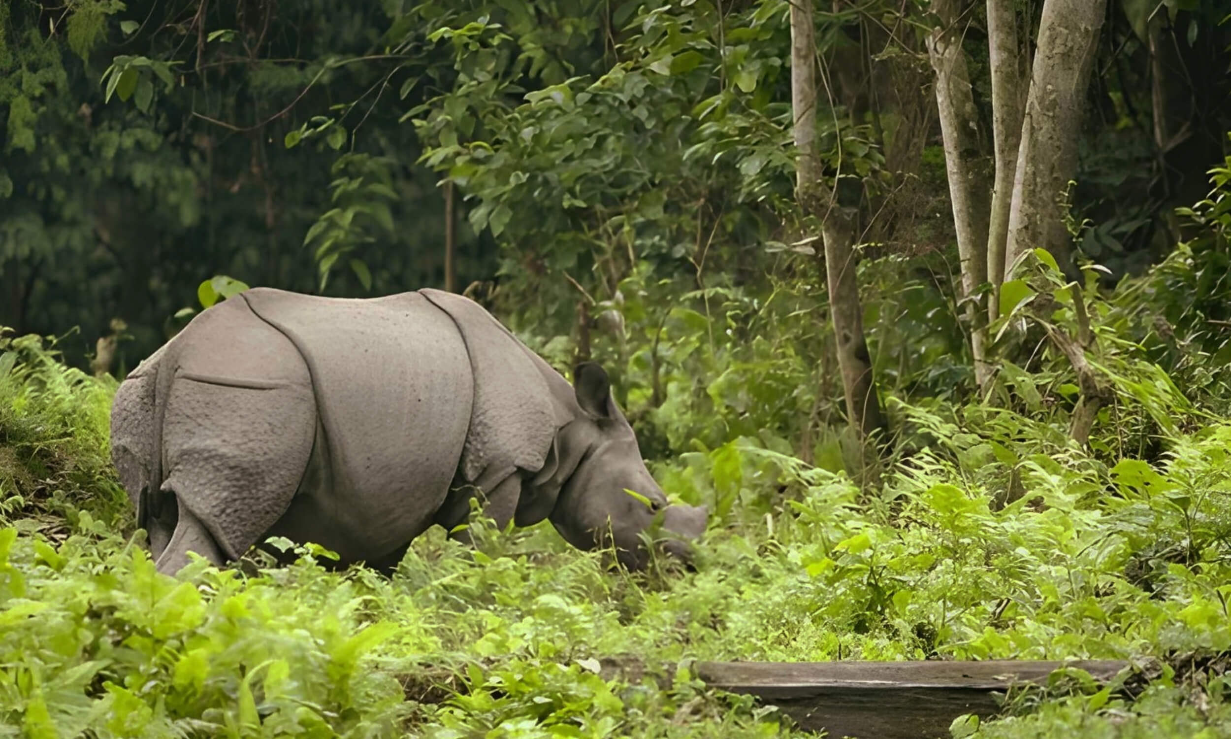 Kaziranga National Park