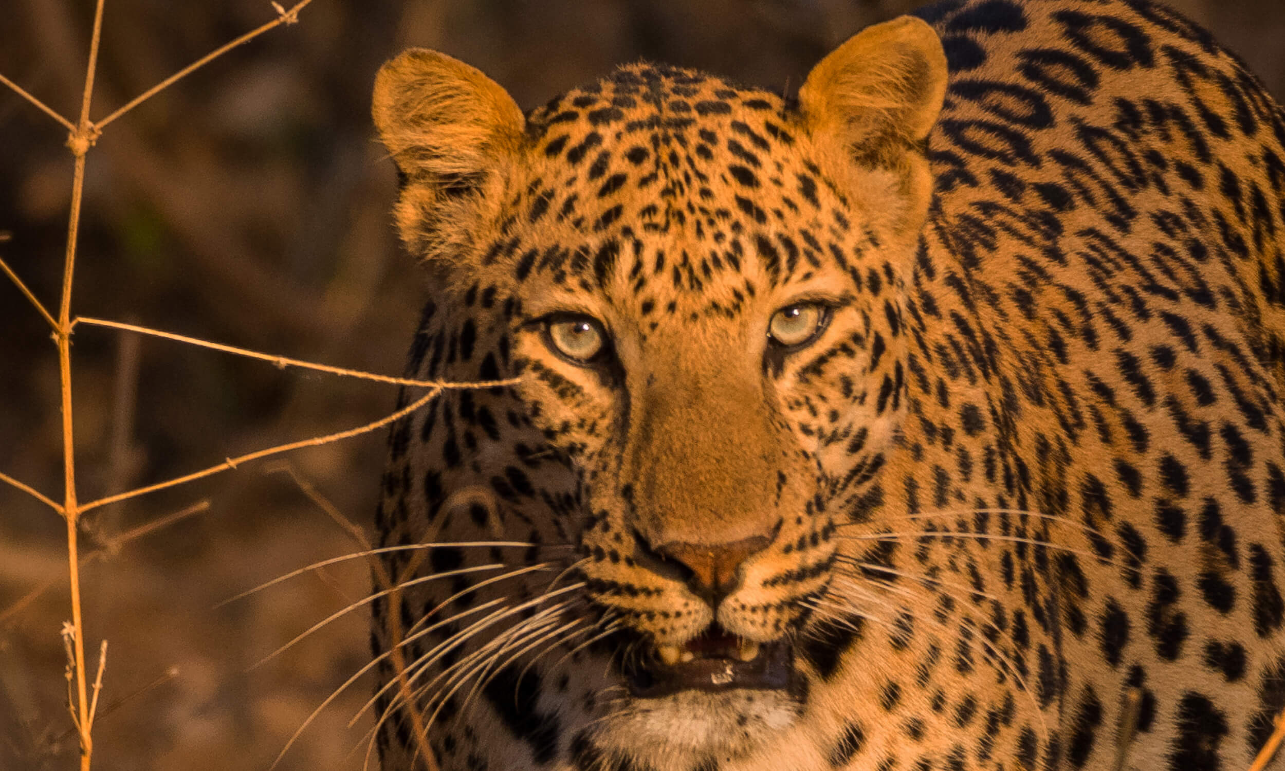 Leopard Safari