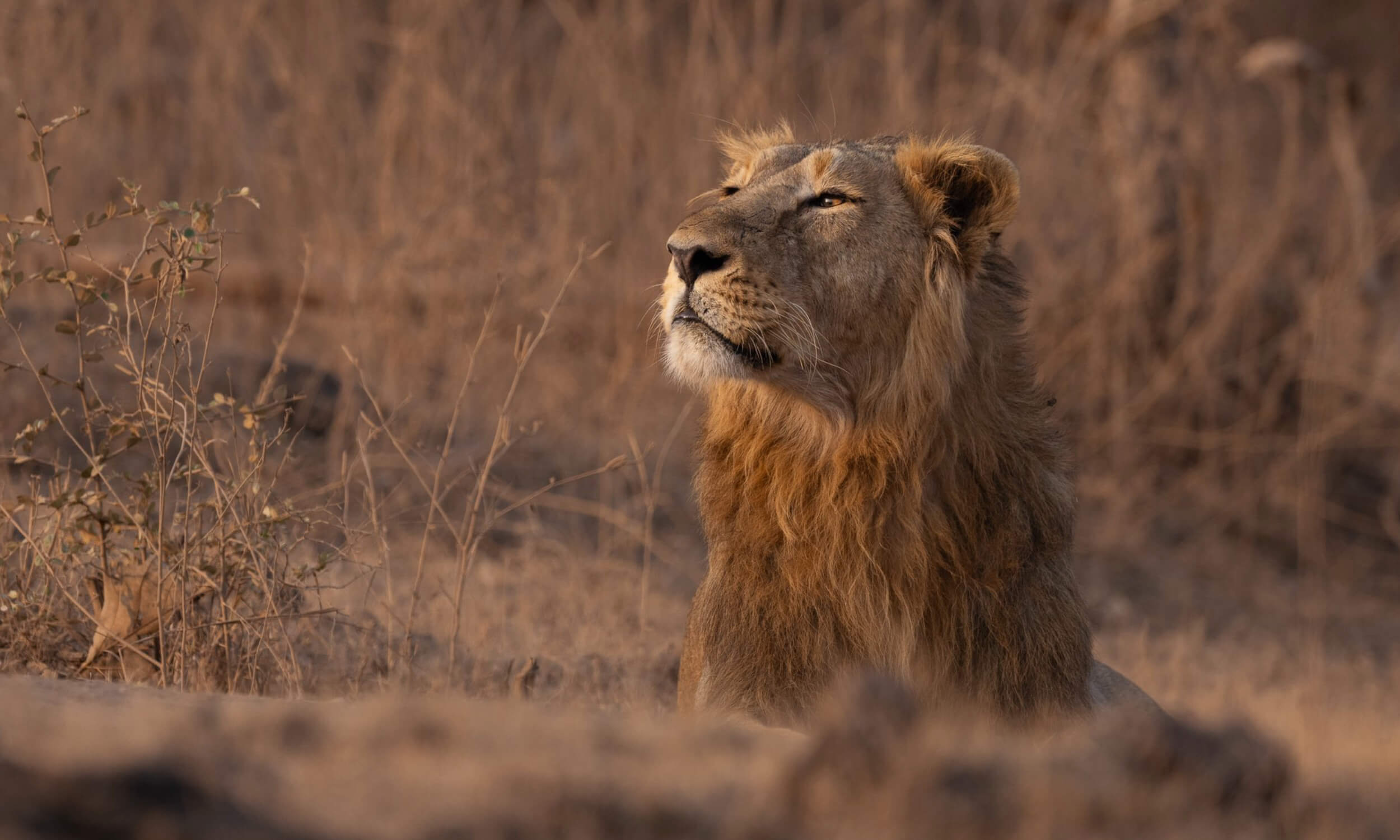 Lion Safari India