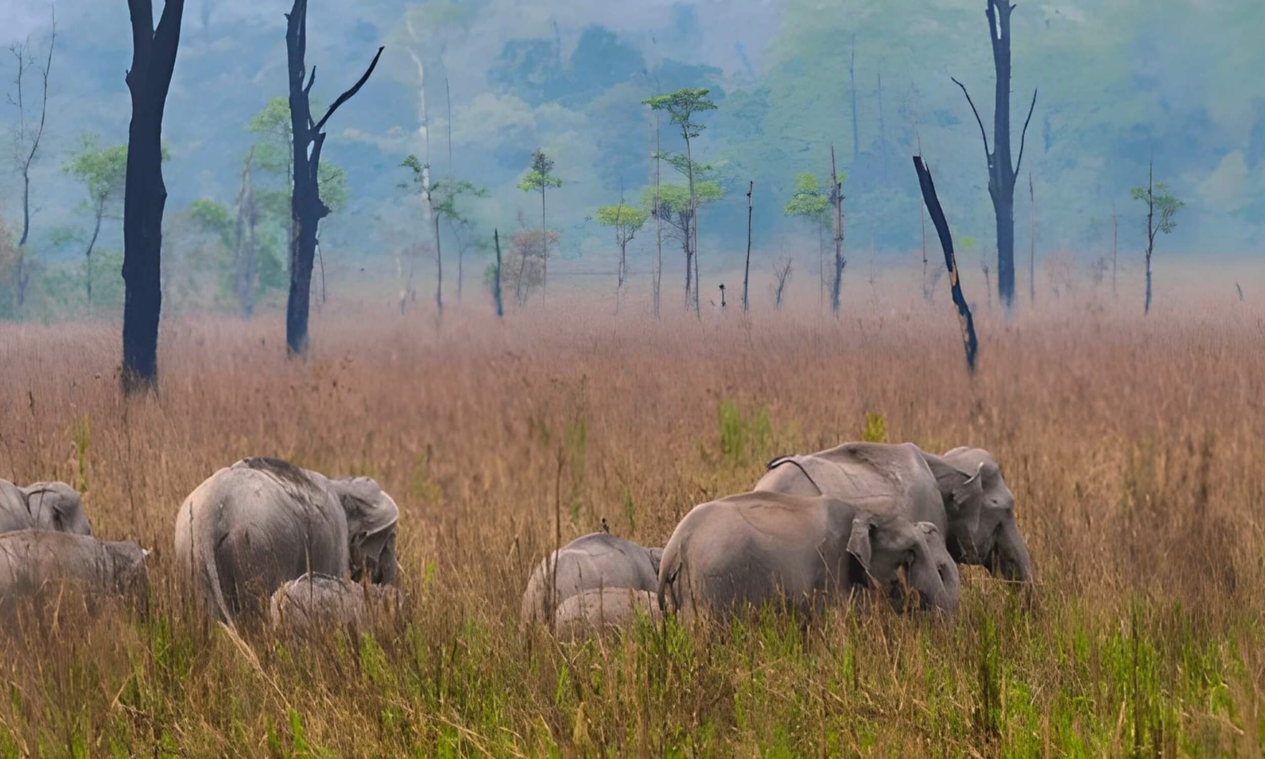 Manas National Park Assam