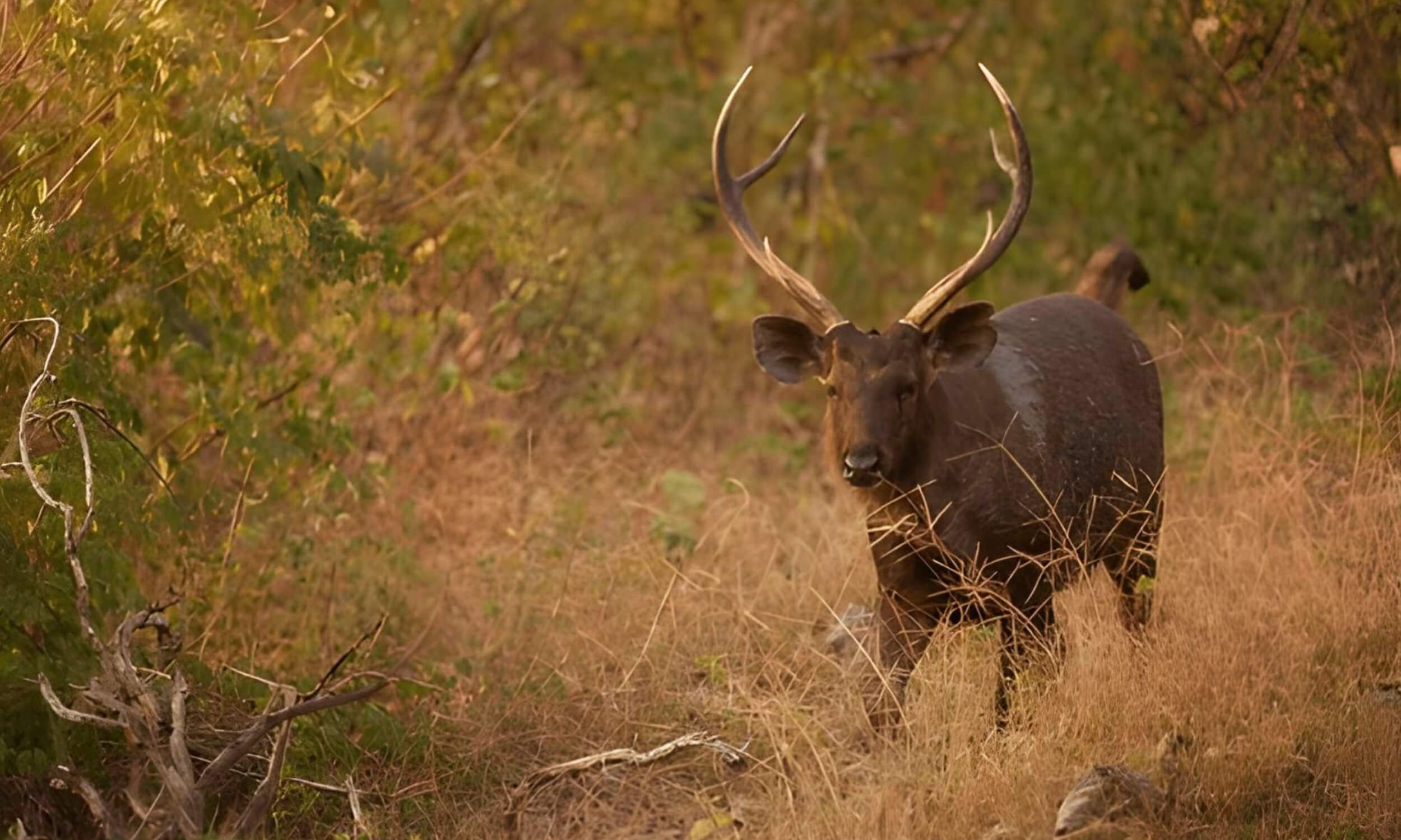 Nagarhole National Park