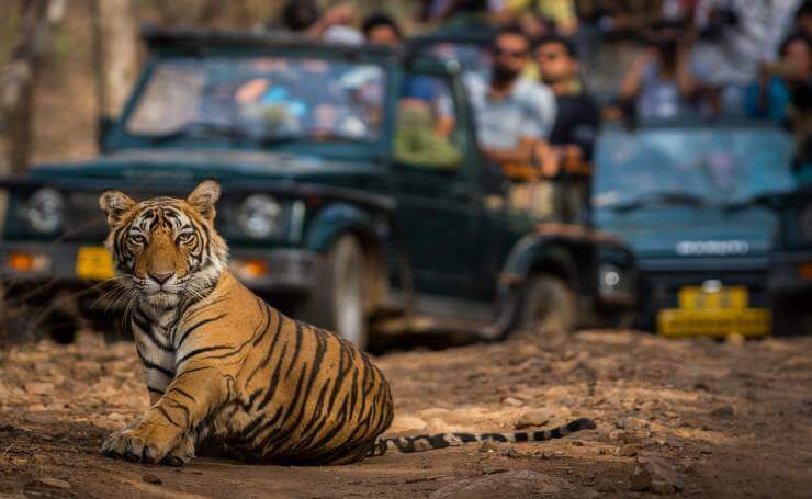 Ranthambore-Jeep-Safari