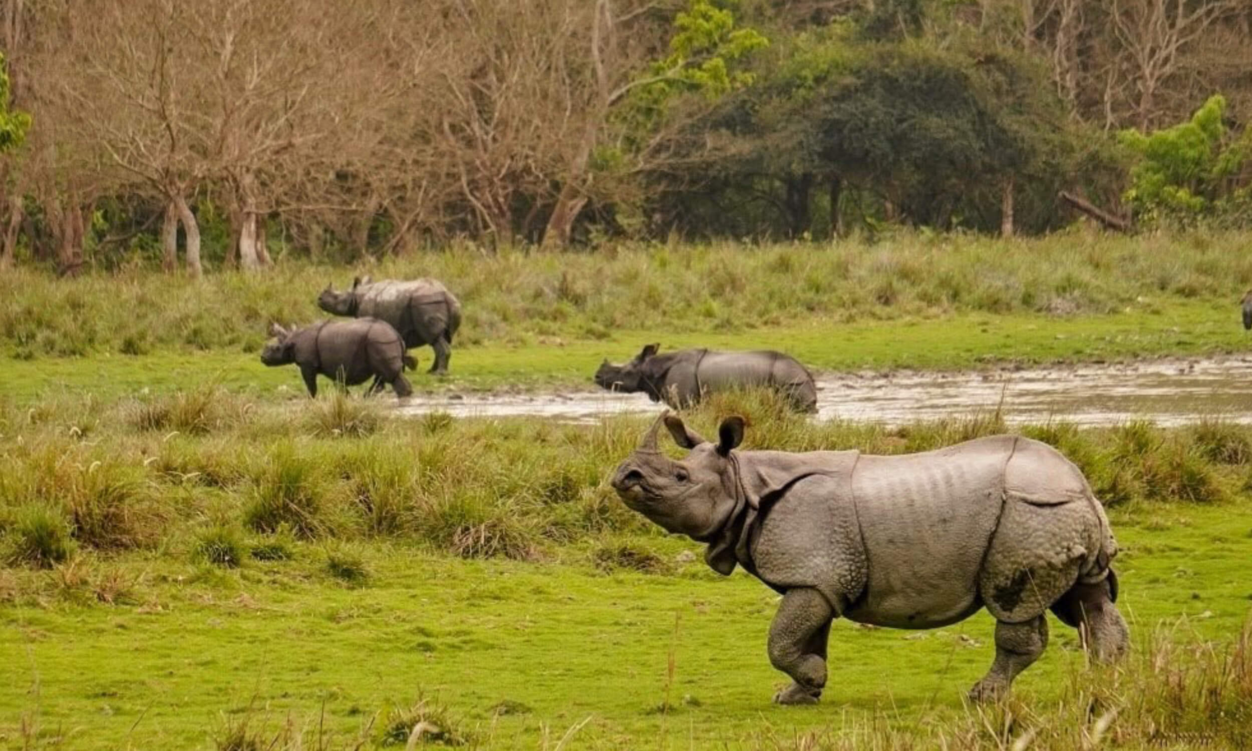 Rhino Safari India