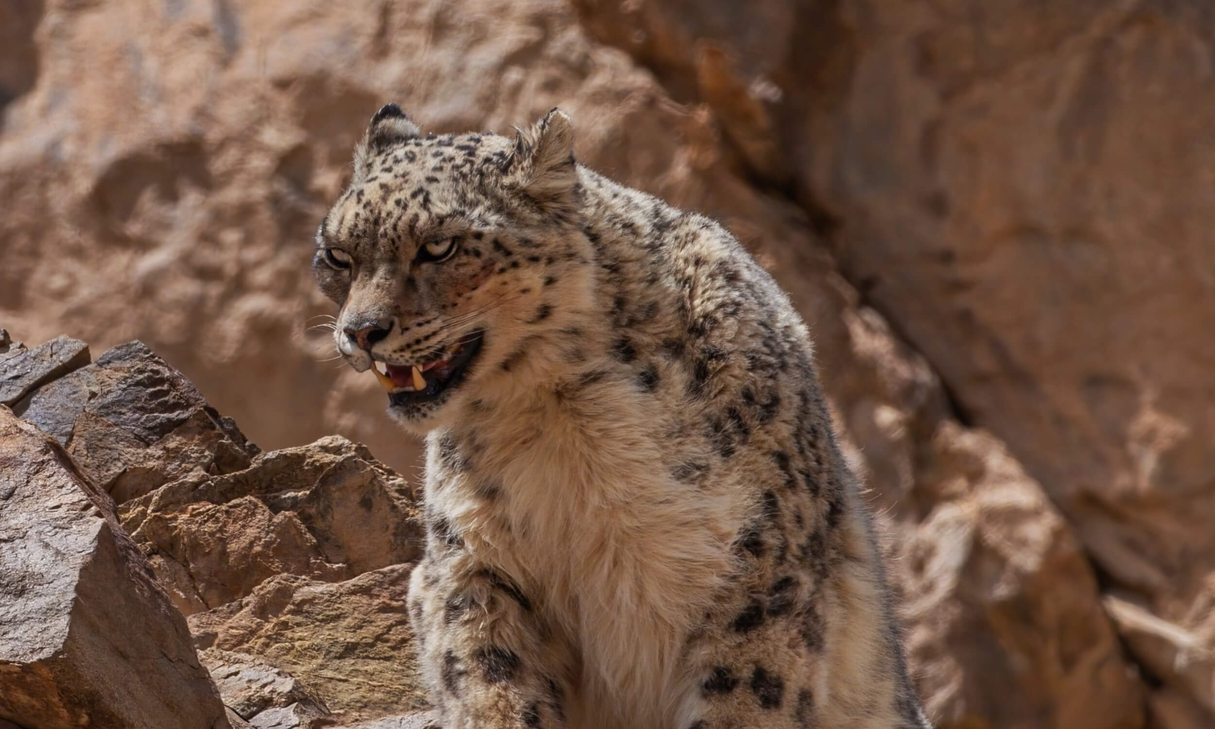 Snow Leopard Safari