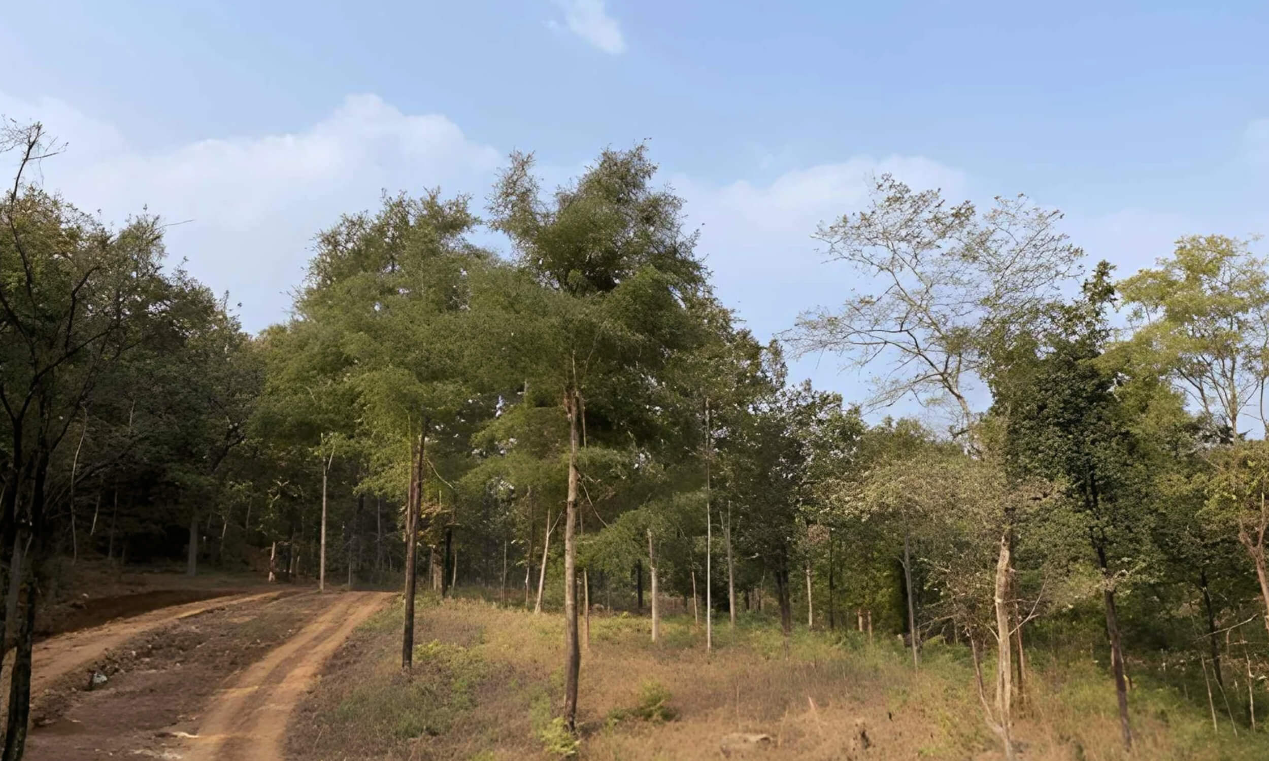 Walking Safari India