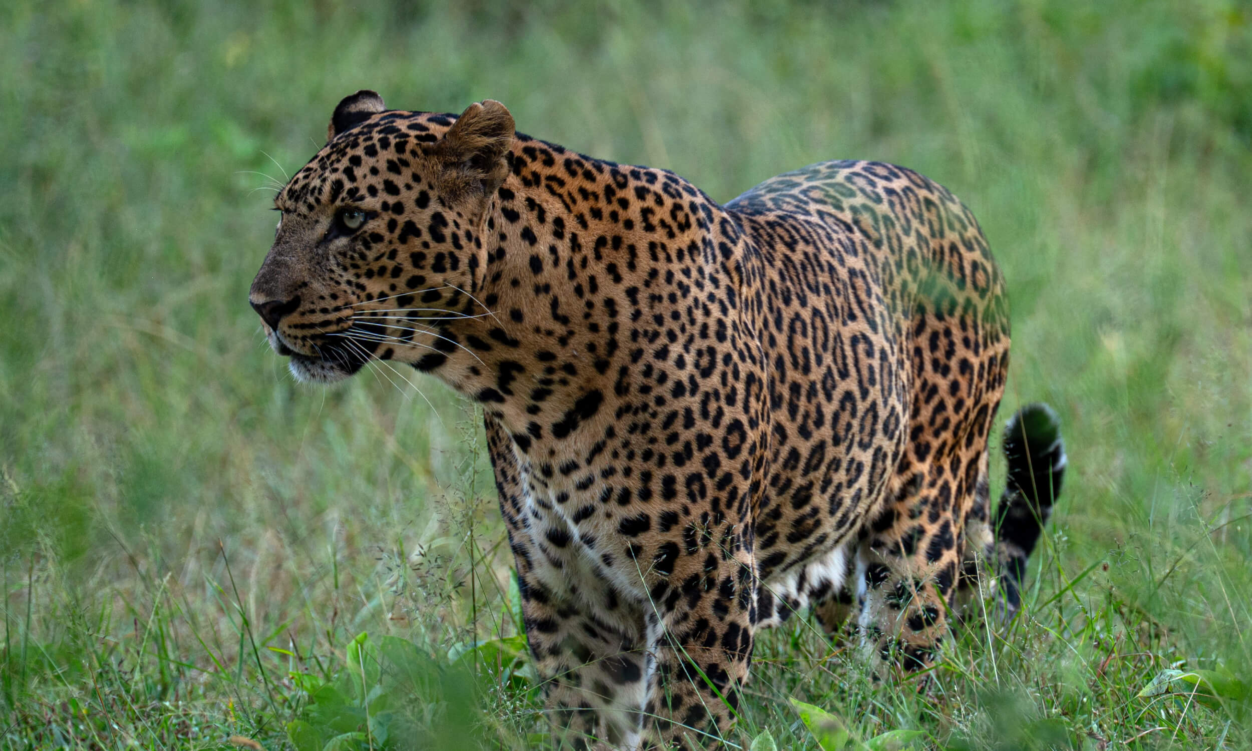 Bandipur National Park