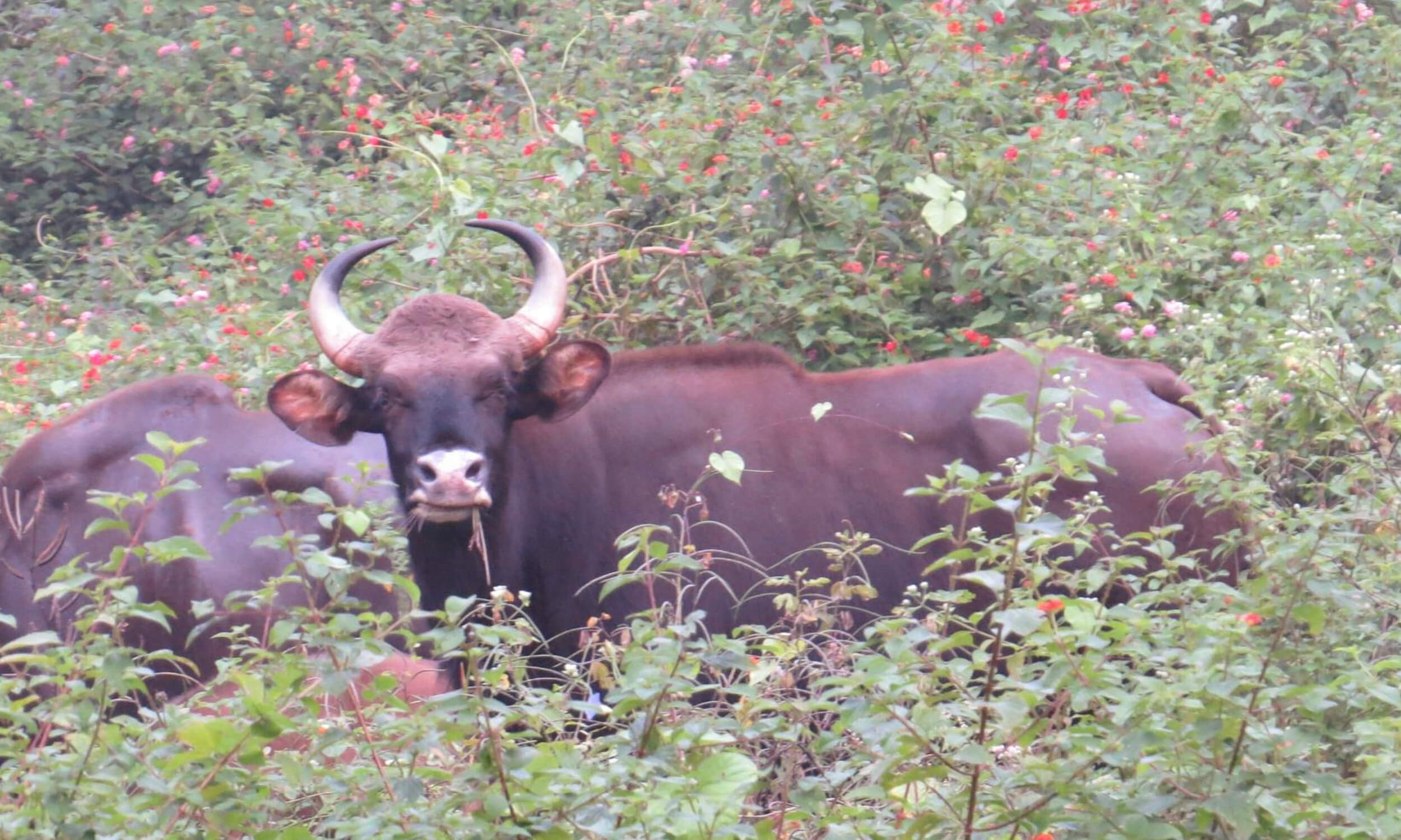 Biligiri Rangaswamy Temple (BRT) Tiger Reserve