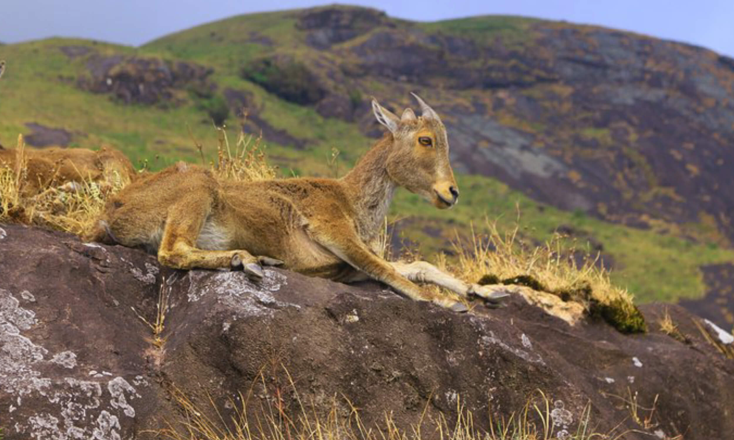 Eravikulam National Park
