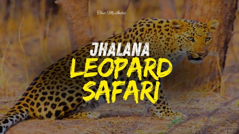Jhalana Leopard Safari Jaipur
